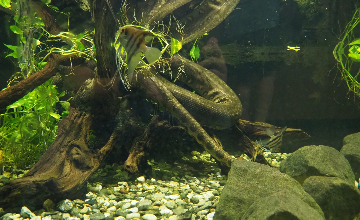 Green anaconda (Eunectes murinus) and Freshwater angelfish (Pterophyllum scalare), Oct 13th, 2018