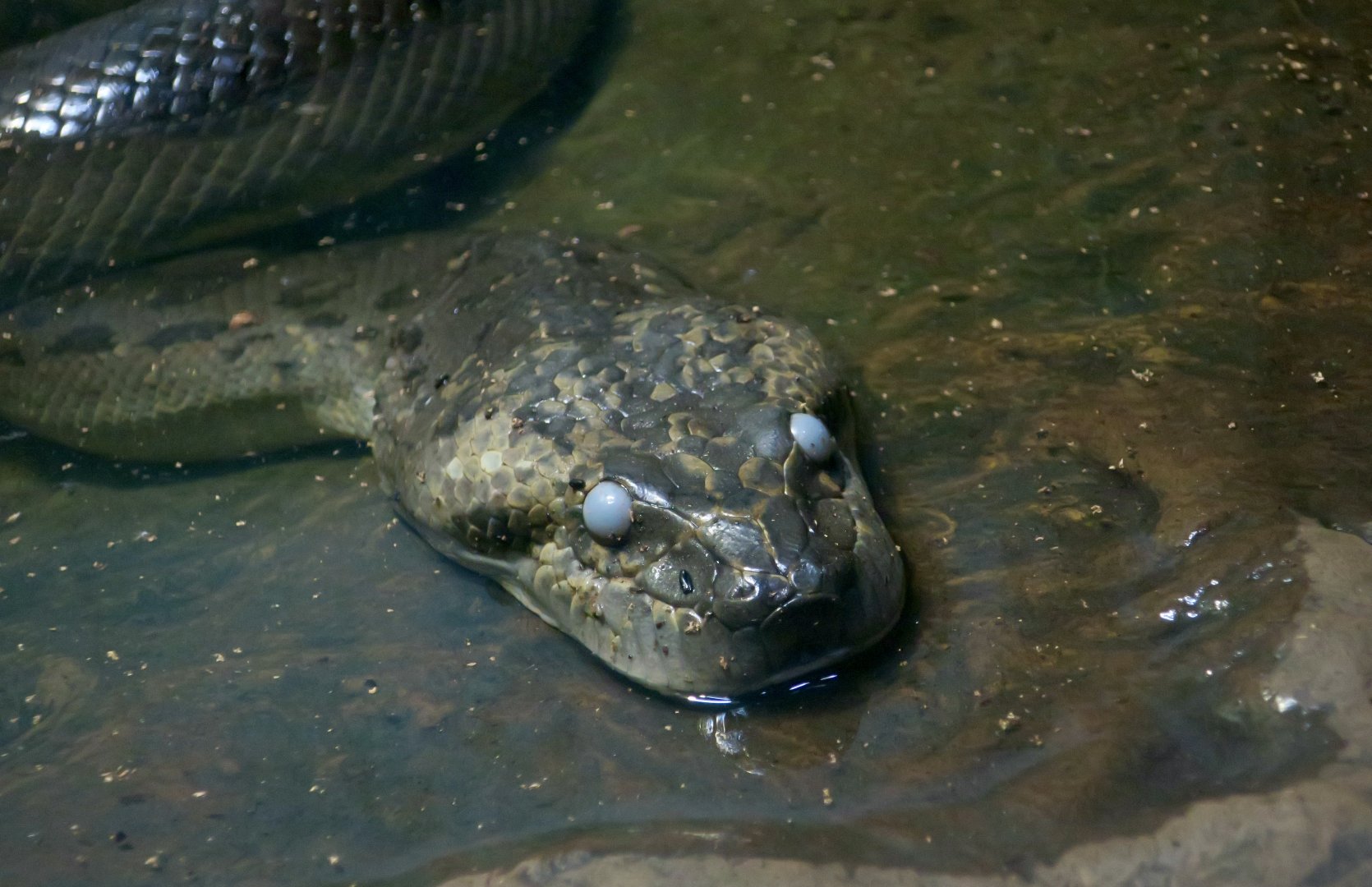 Green Anaconda (Eunectes murinus) opaque