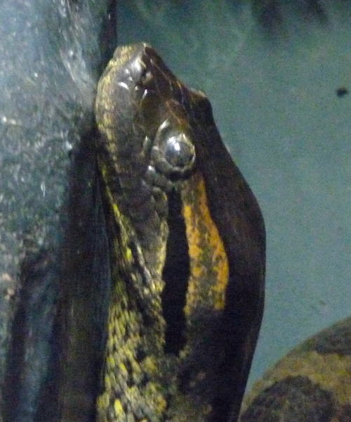 Green anaconda (Eunectes murinus) portrait