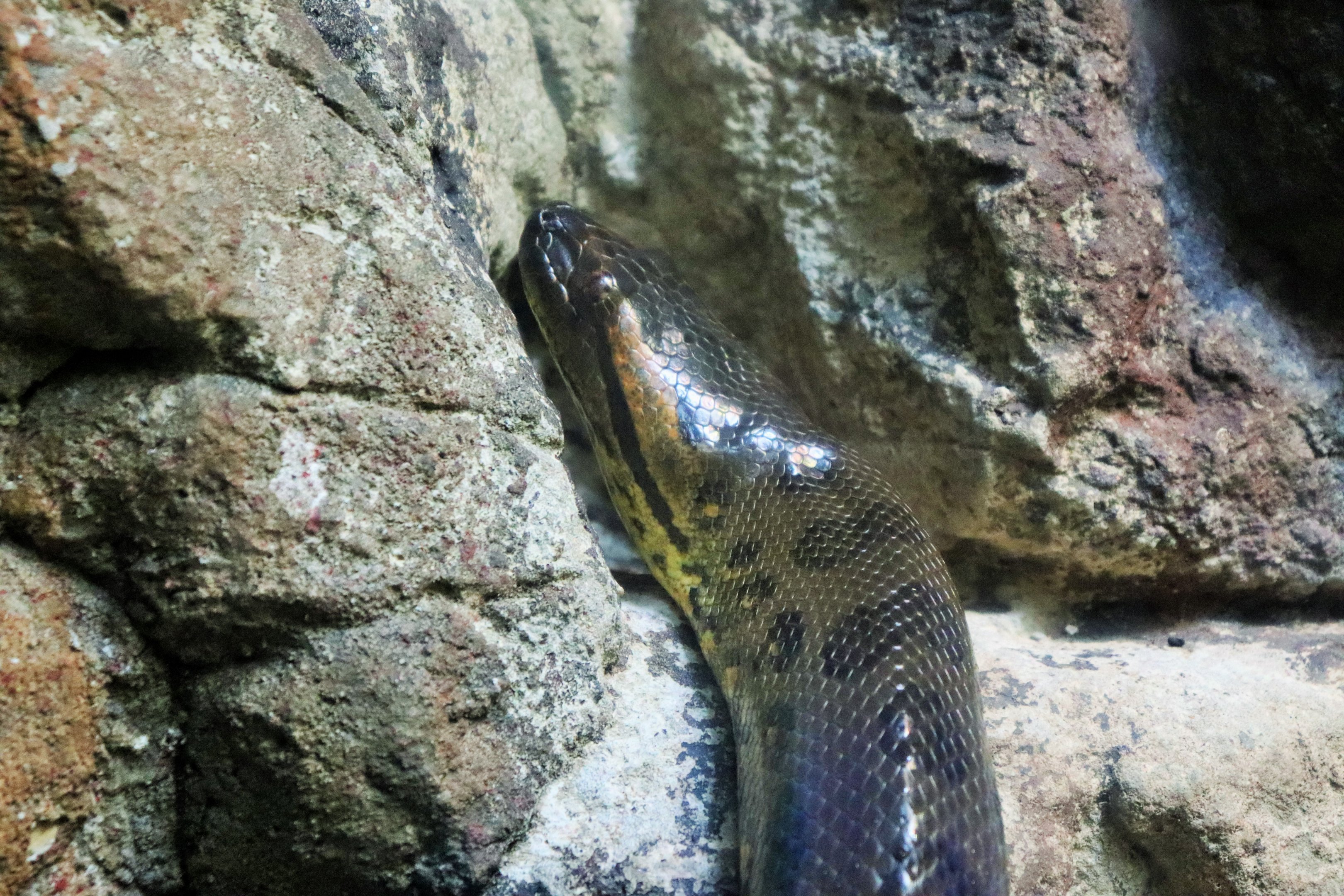 Green Anaconda (Eunectes murinus)