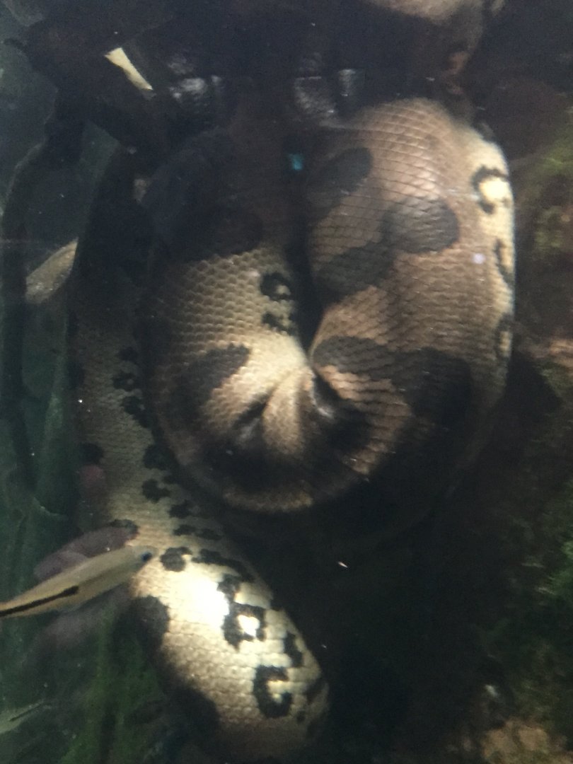 Green Anaconda (Eunectes murinus)
