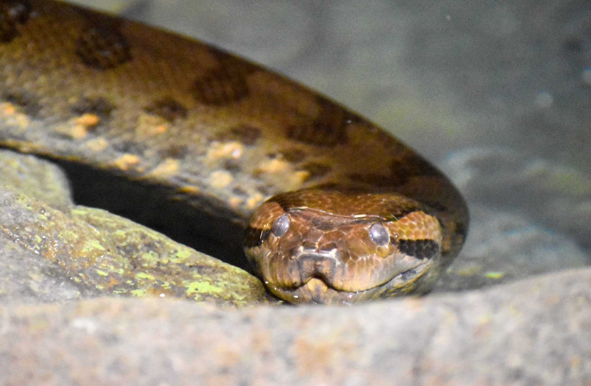 Green Anaconda (Eunectes murinus)