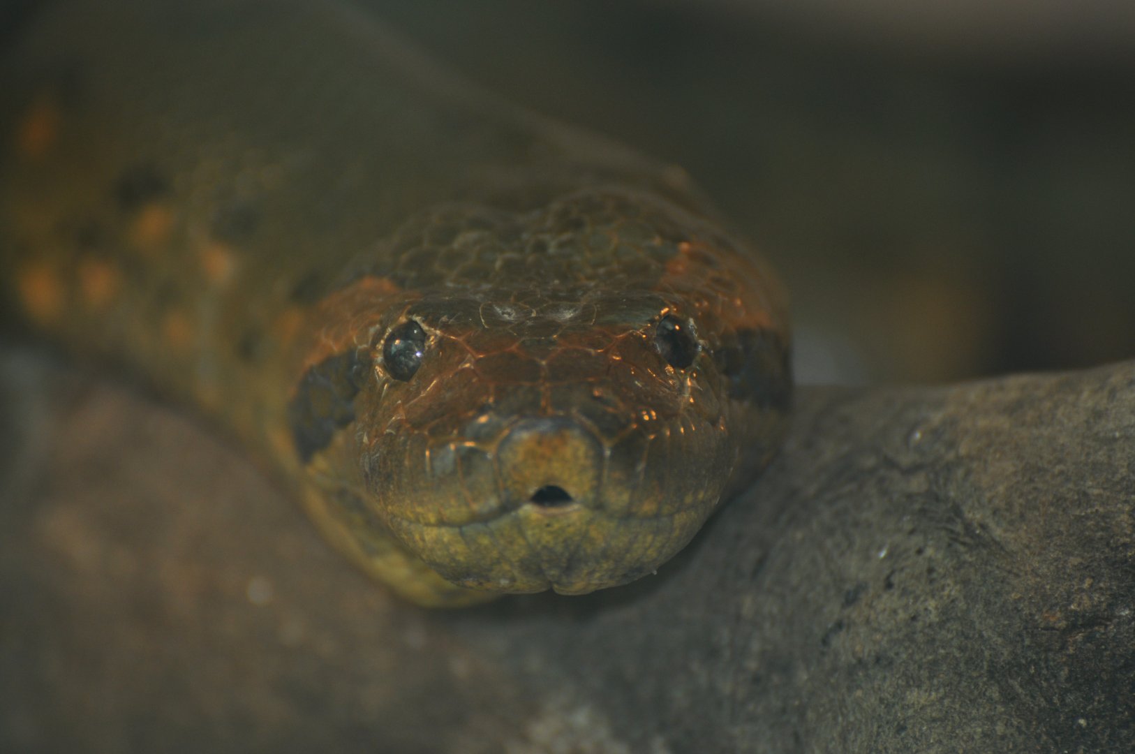 Green anaconda (Eunectes murinus)