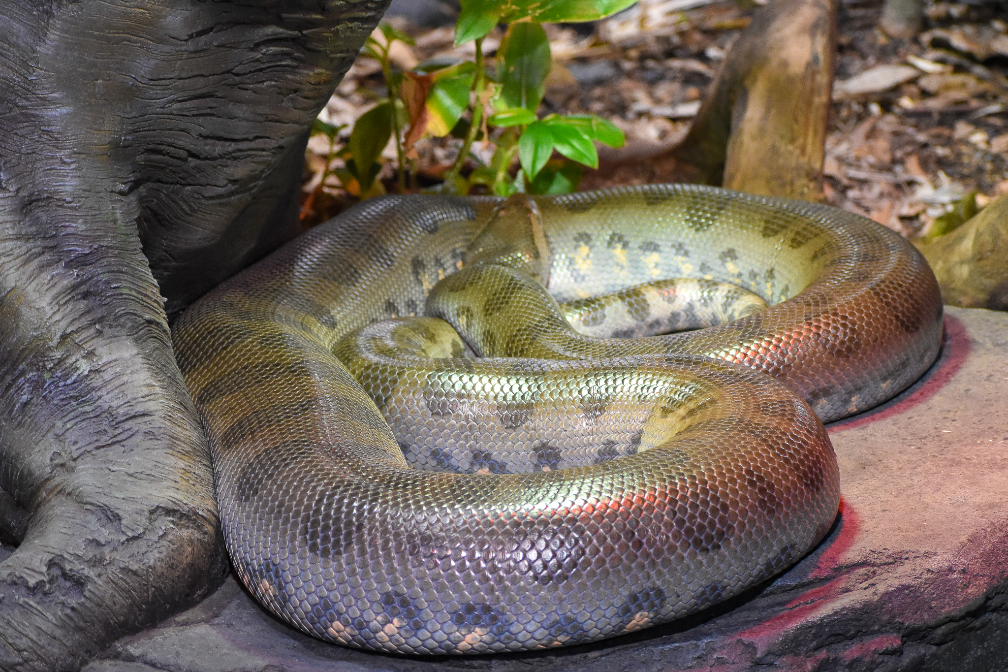 Green Anaconda (Eunectes murinus)