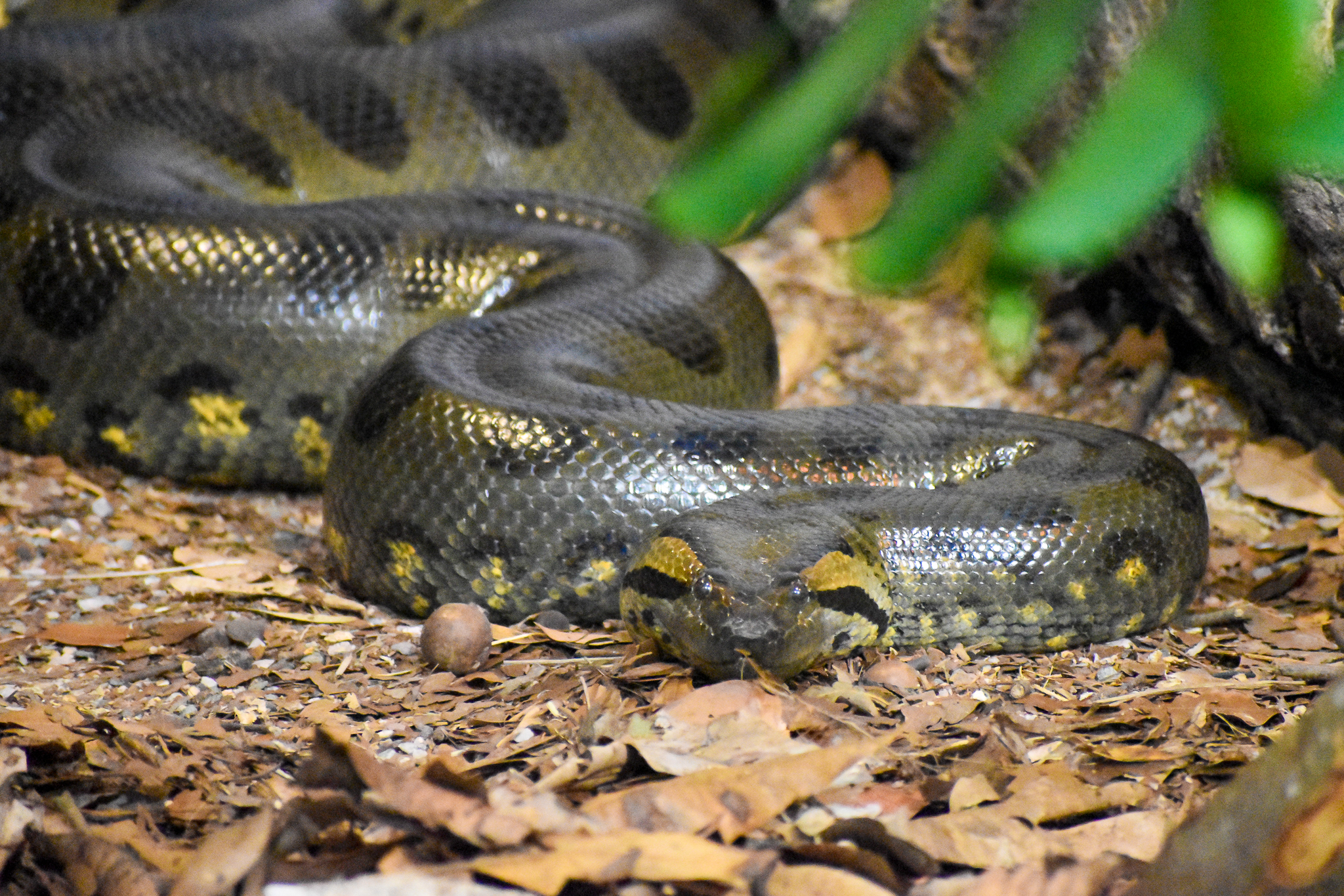 Green Anaconda (Eunectes murinus)