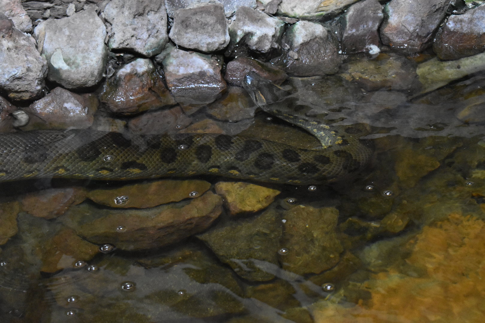 Green anaconda (Eunectes murinus)