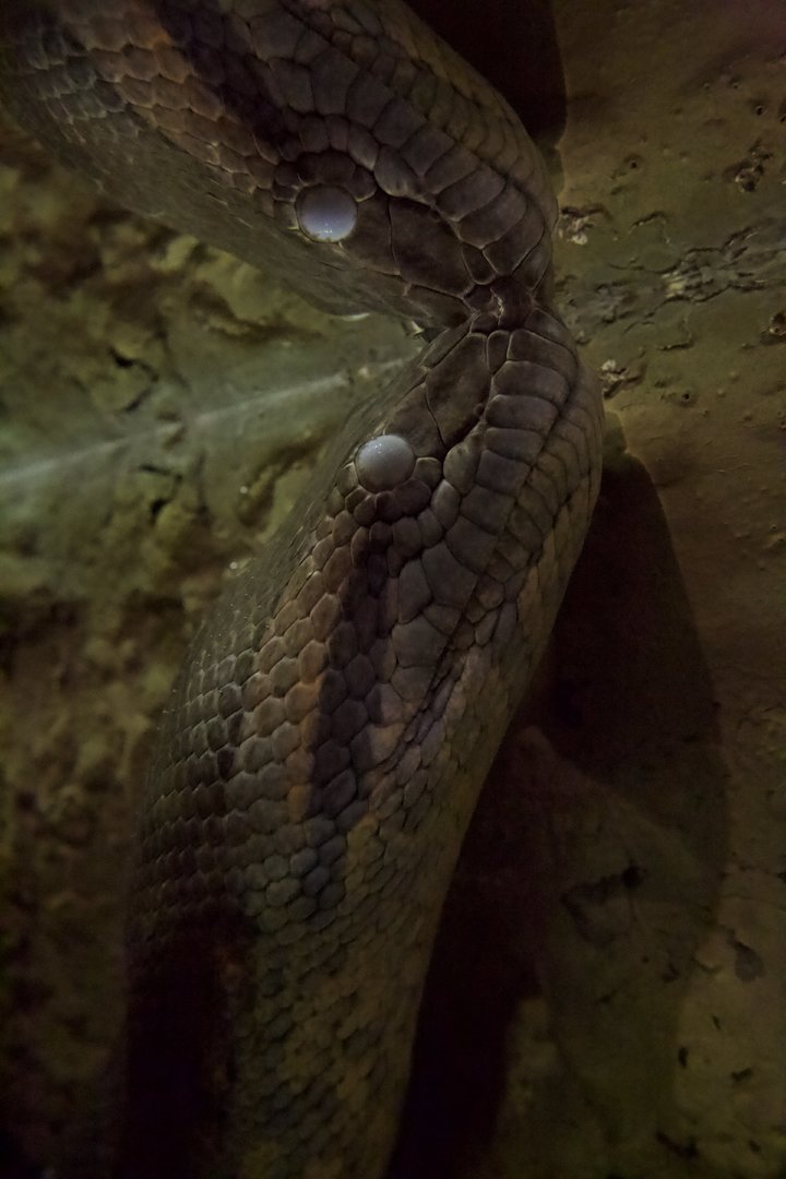 Green Anaconda/ Eunectes murinus