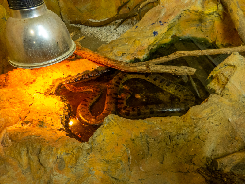 green anaconda (Eunectes murinus)