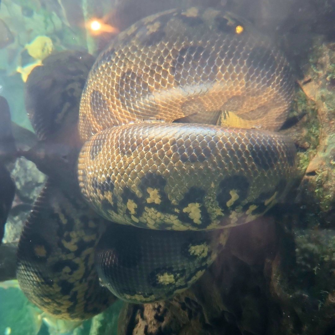 Green Anaconda (Eunectes murinus)