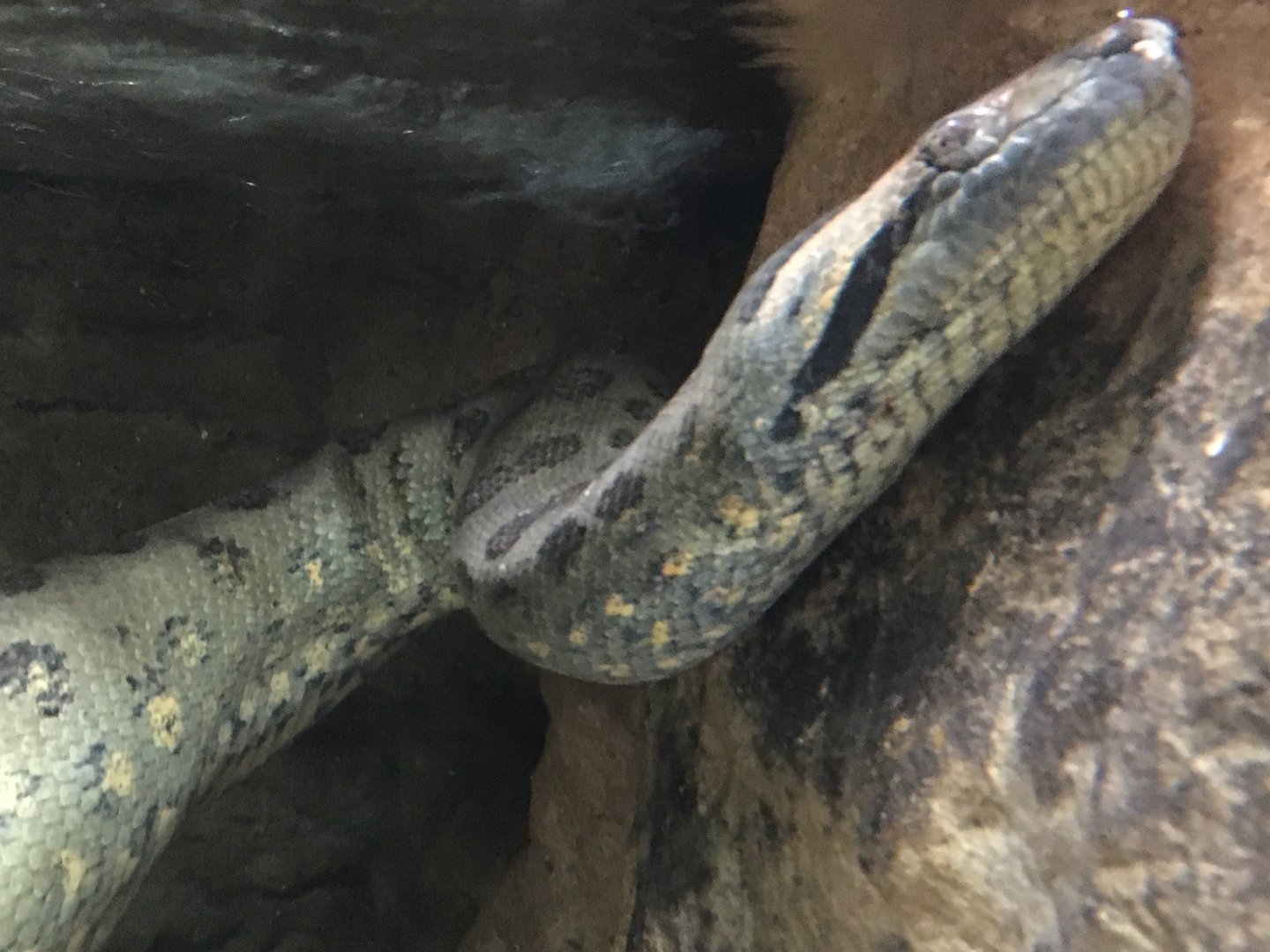 Green Anaconda (Eunectes murinus)
