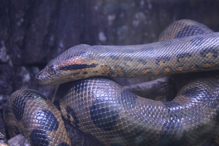 Green anaconda (Eunectes murinus)