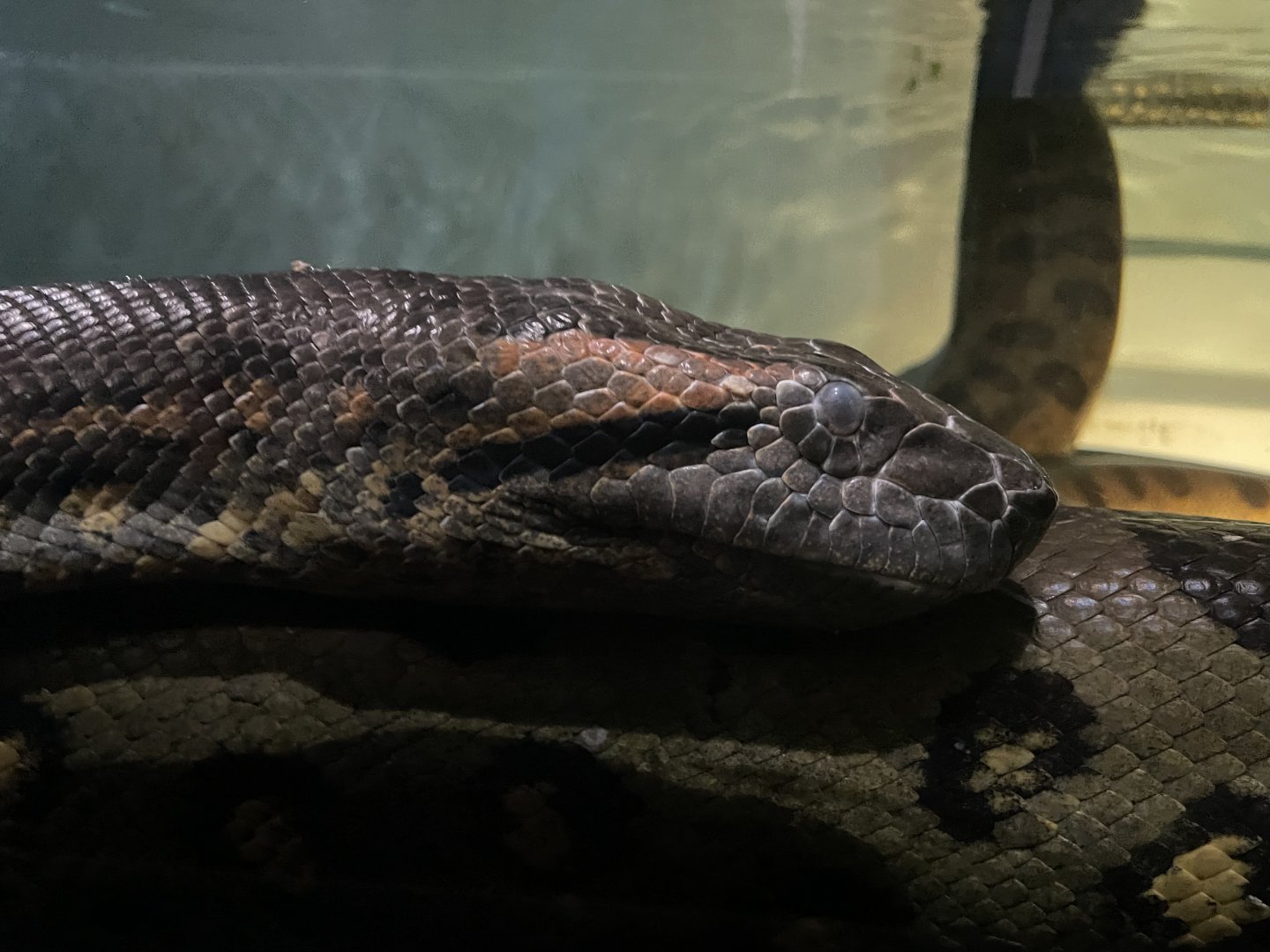 Green Anaconda, (Eunectes murinus)
