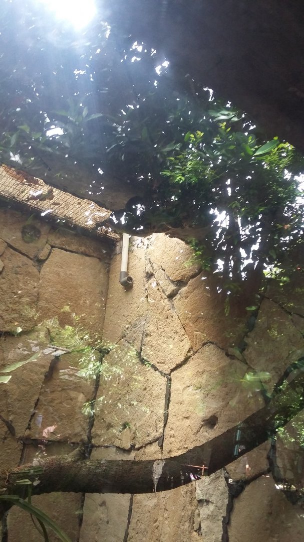 Green anaconda (Eunectes murinus)