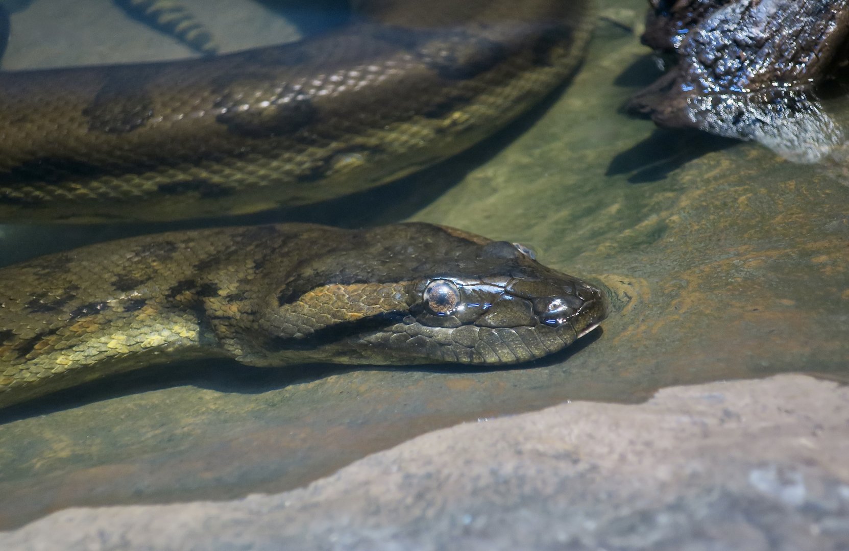 Green Anaconda (Eunectes murinus)