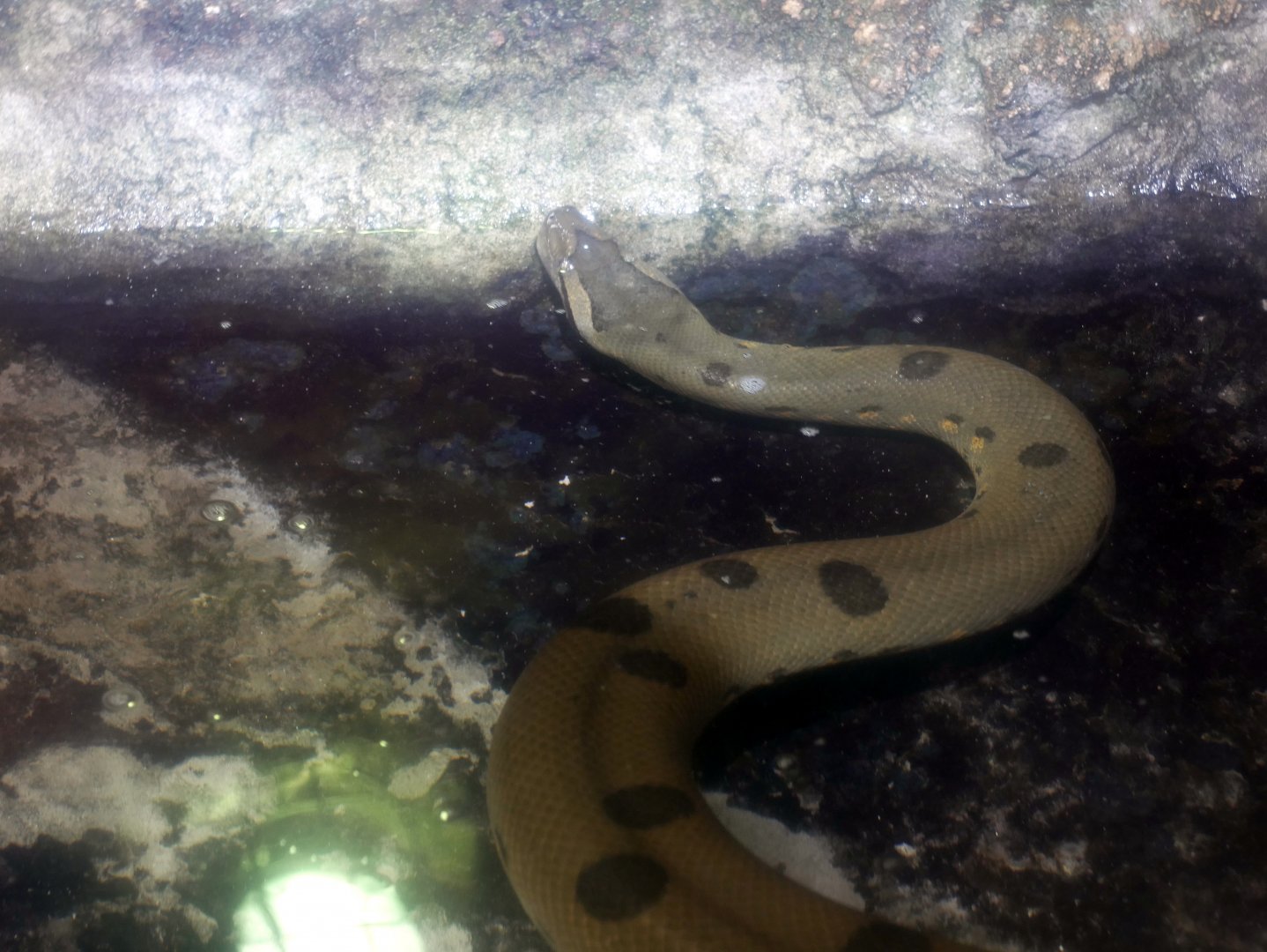 Green anaconda (Eunectes murinus)