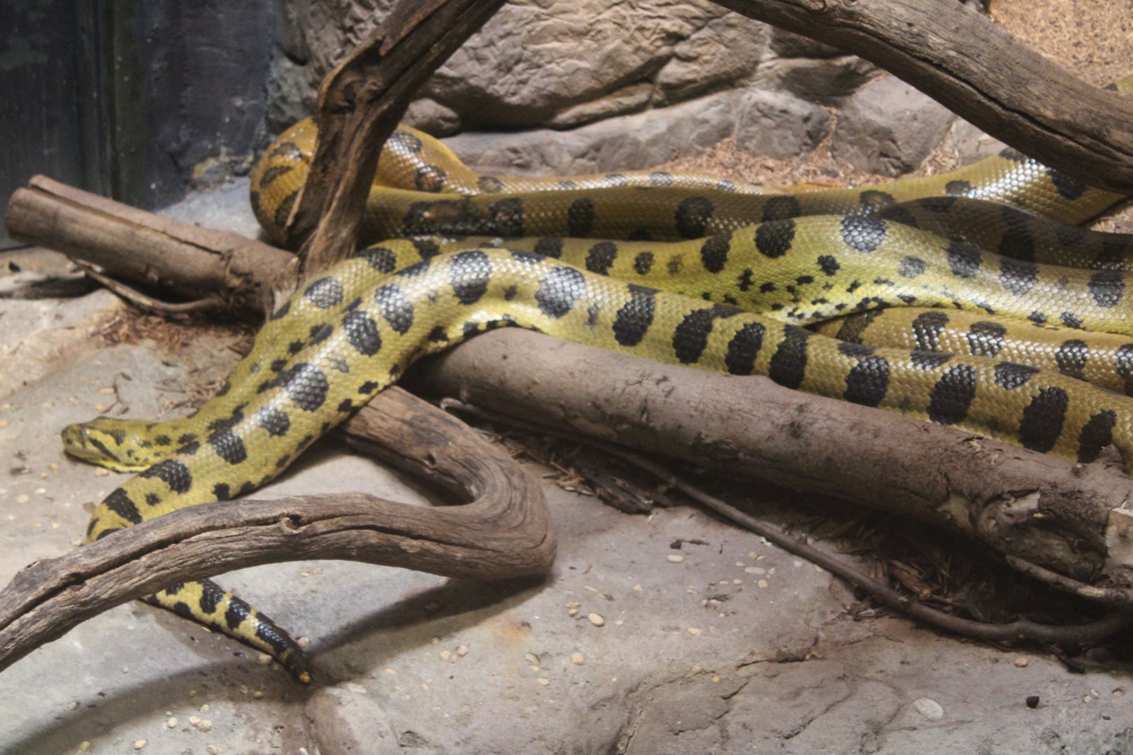 Green Anaconda (Eunectes murinus)