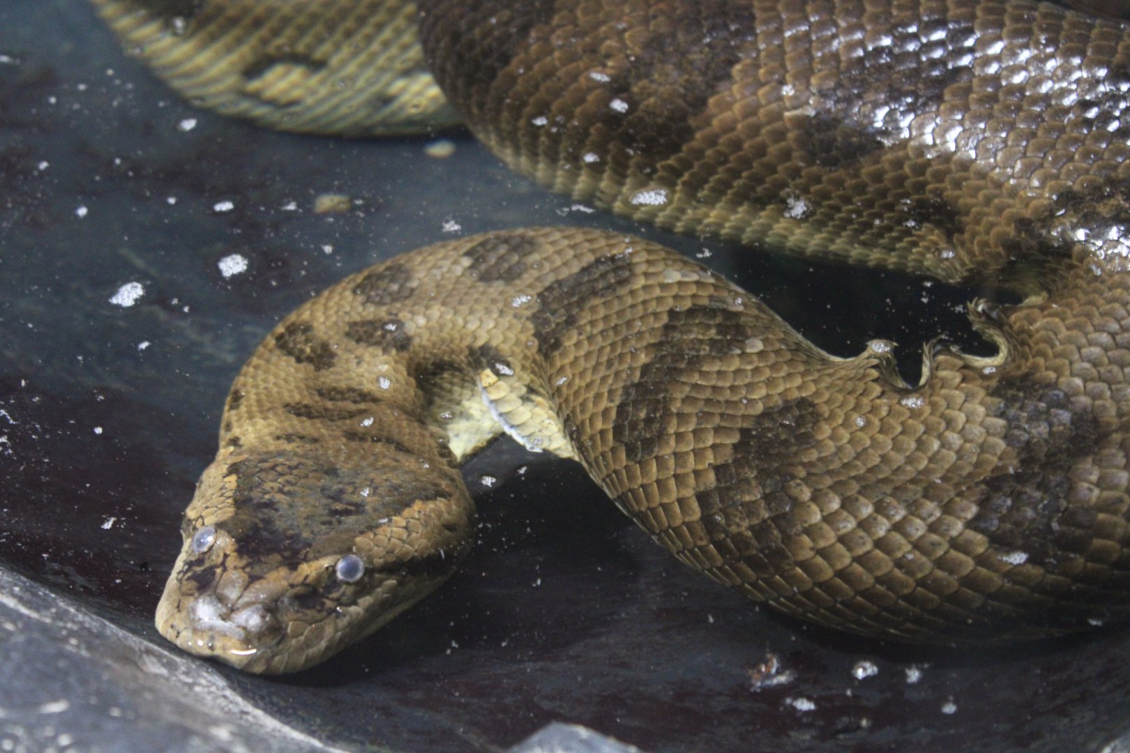 Green Anaconda (Eunectes murinus)