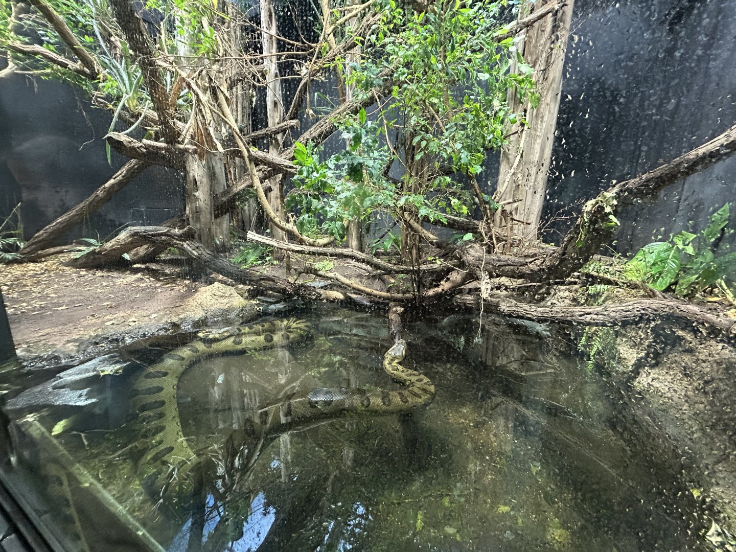 Green Anaconda Exhibit - Aquarium-Terrarium