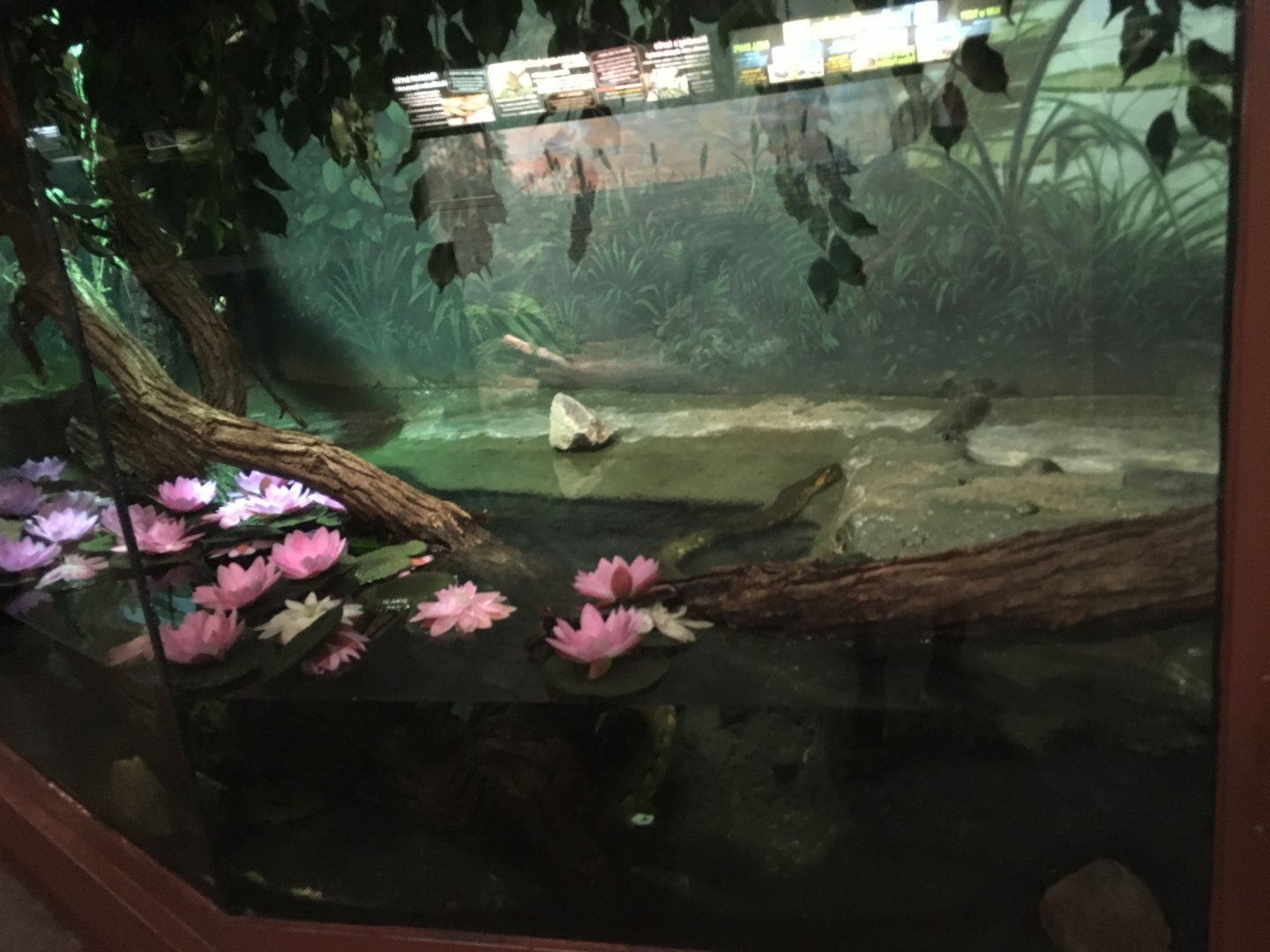 Green Anaconda Exhibit | Henry Vilas Zoo