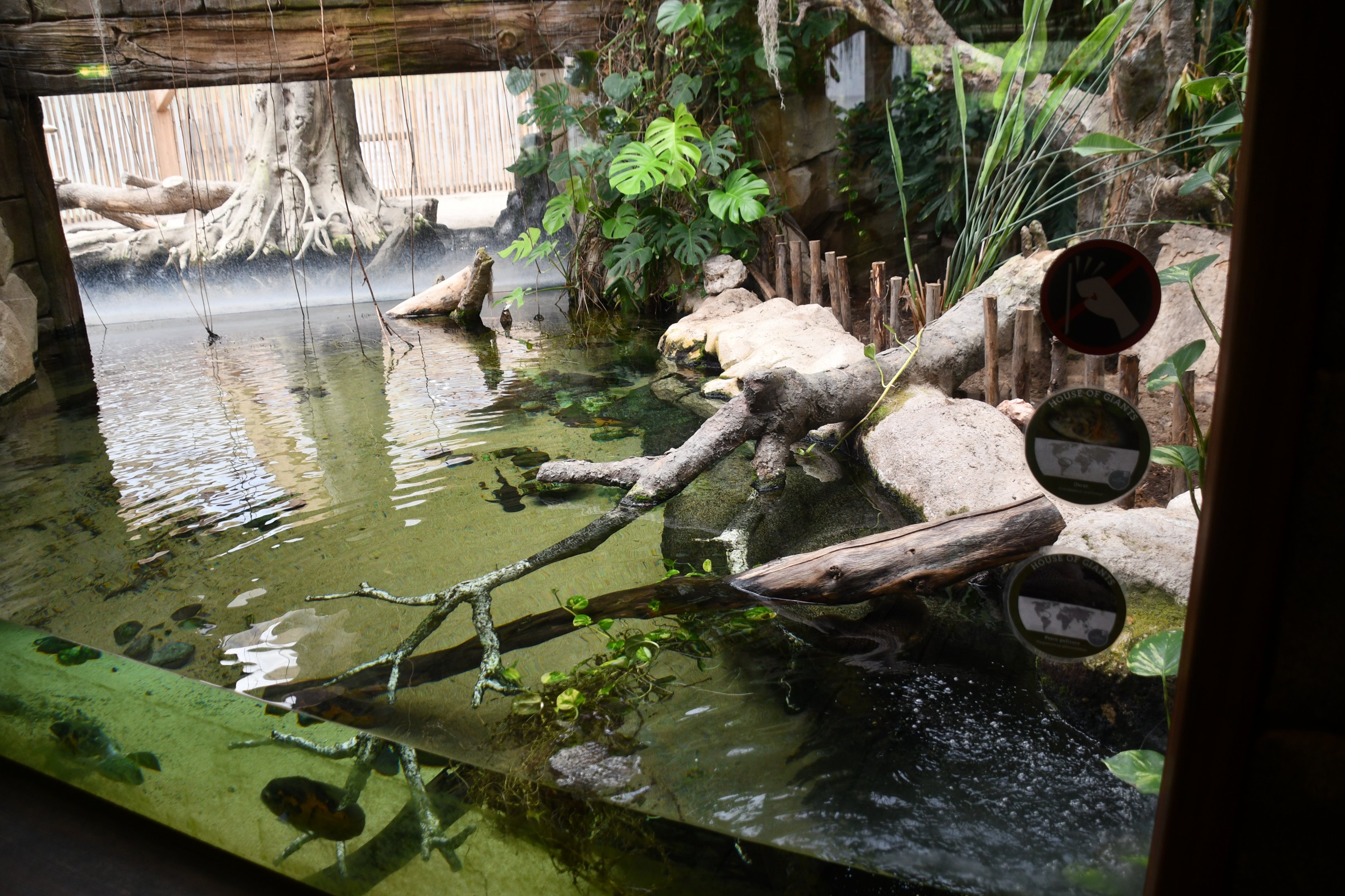 Green Anaconda exhibit (House of Giants)