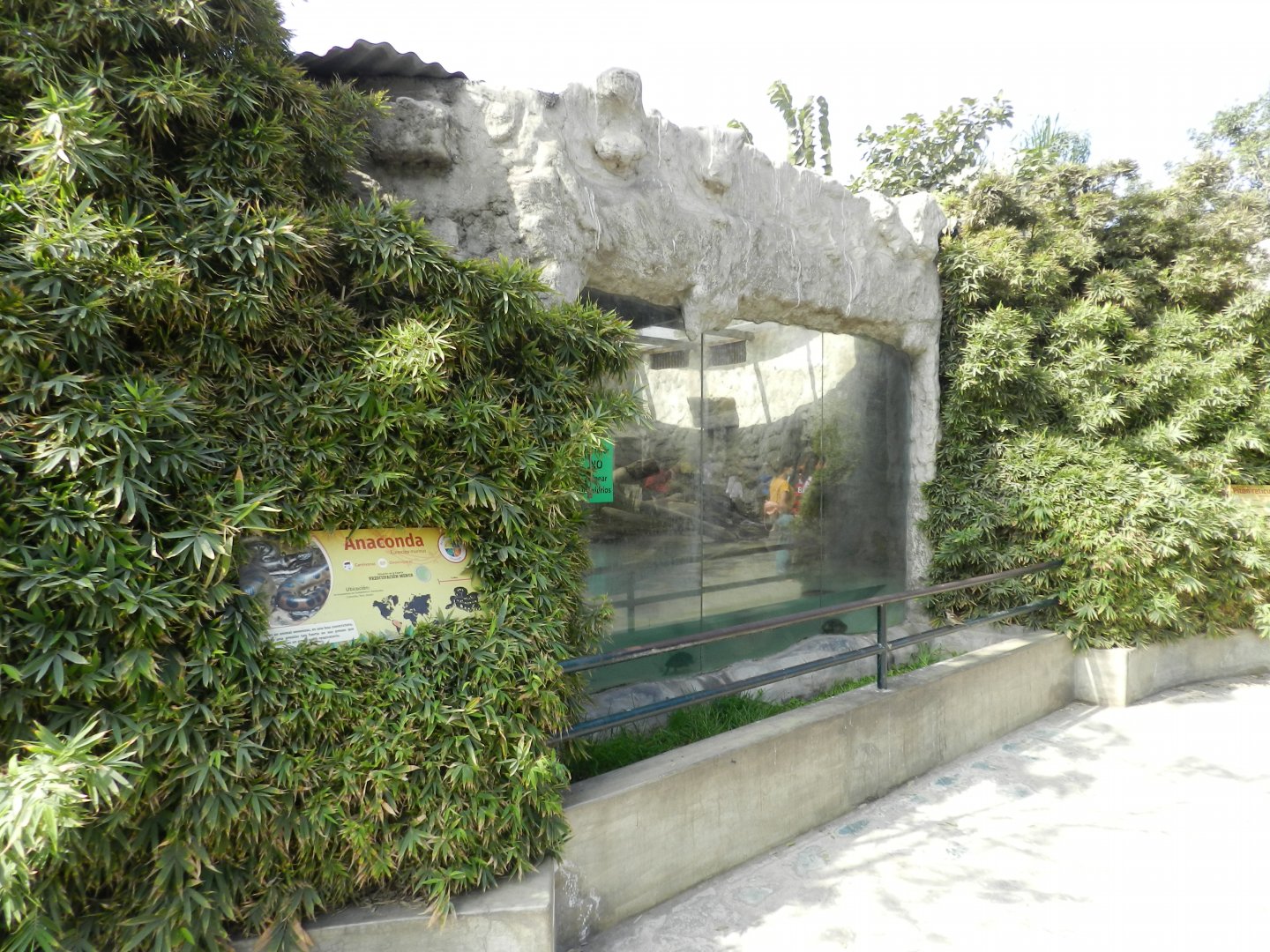 Green anaconda exhibit - Parque Zoológico Huachipa