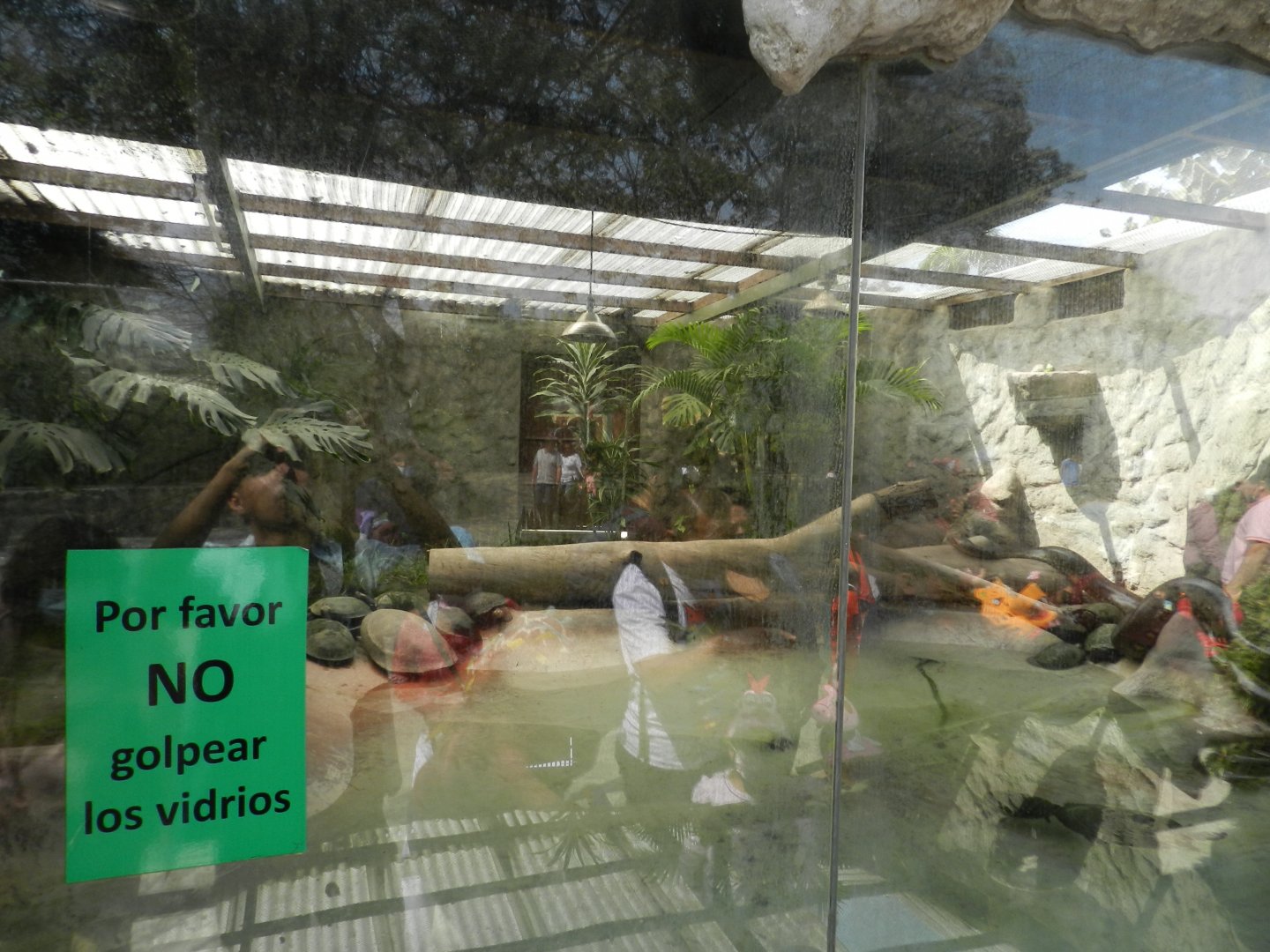 Green anaconda exhibit - Parque Zoológico Huachipa