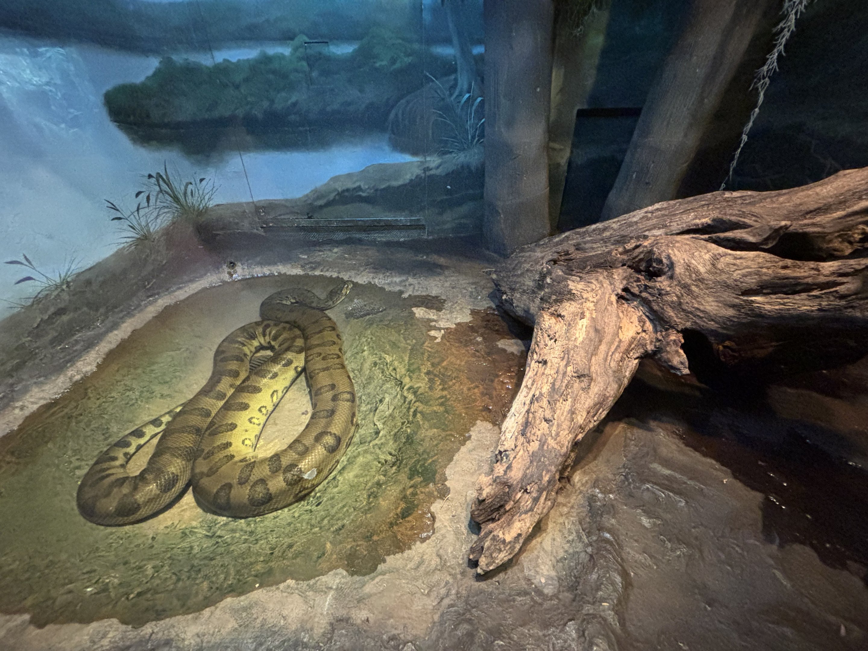 Green Anaconda Exhibit - too small