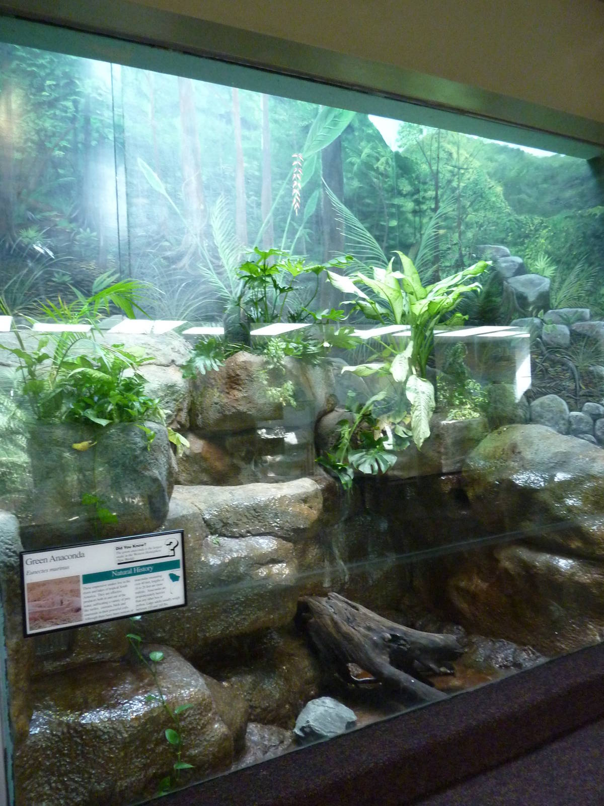 Green Anaconda Exhibit