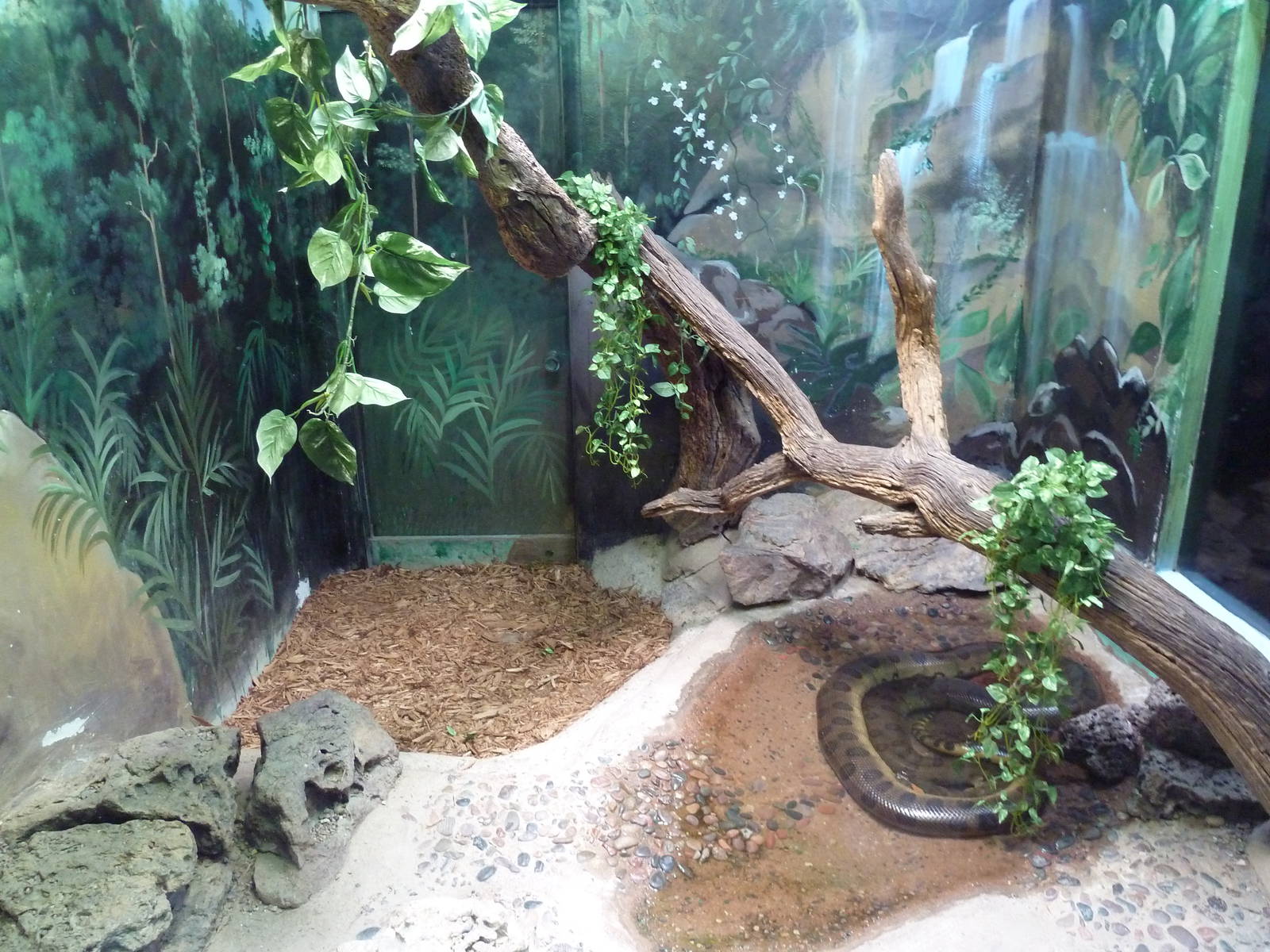 Green Anaconda Exhibit