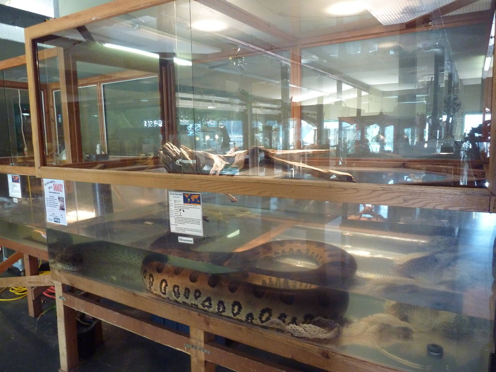 Green Anaconda Exhibit