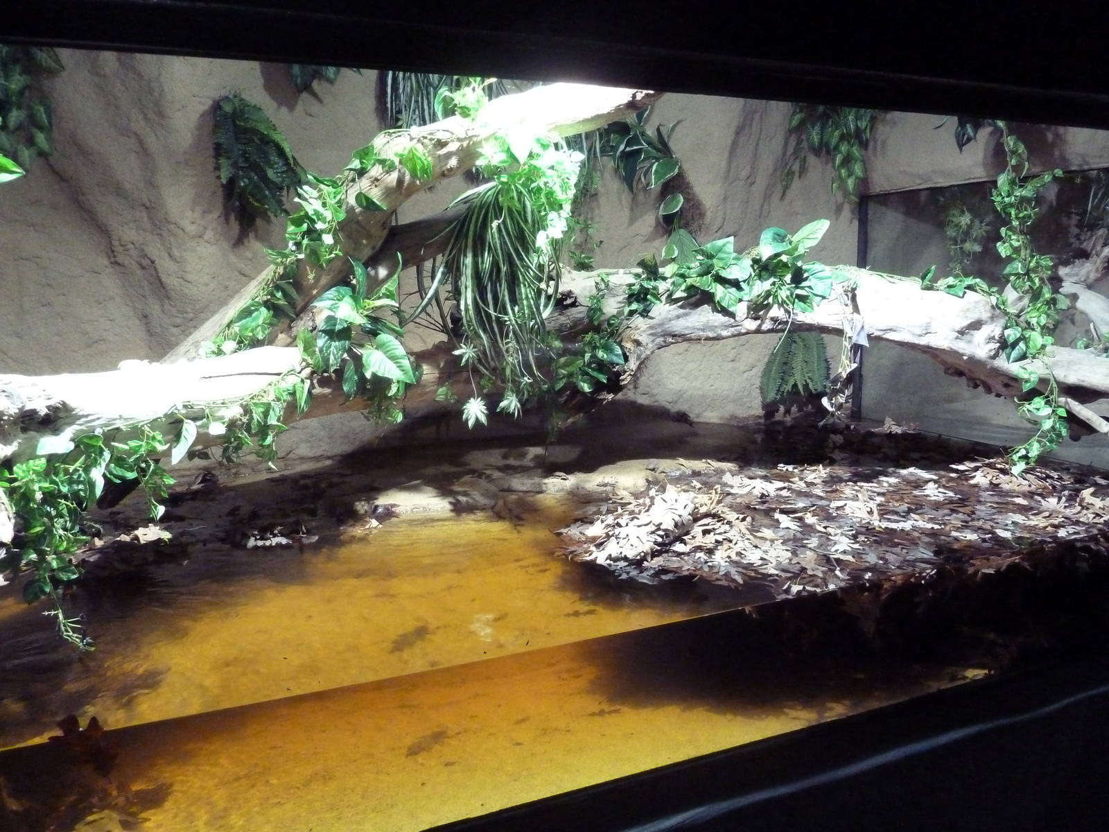 Green Anaconda Exhibit