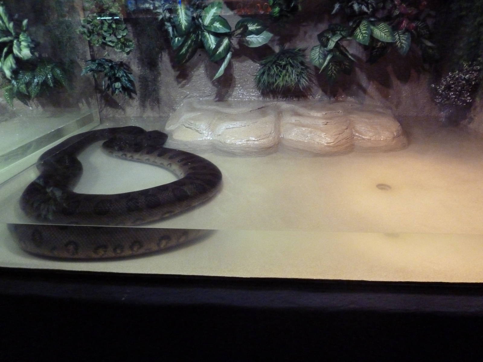 Green Anaconda Exhibit