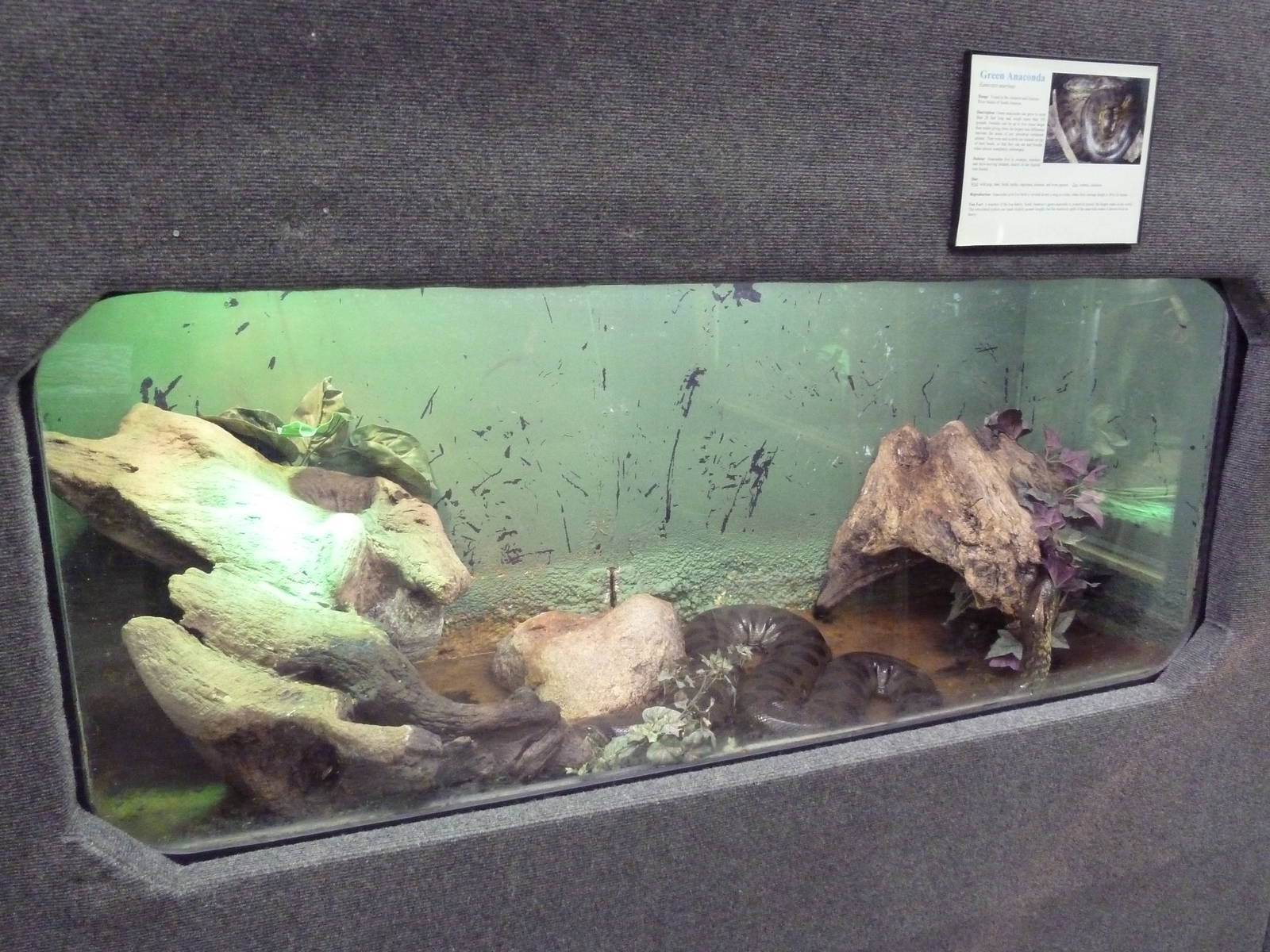 Green Anaconda Exhibit