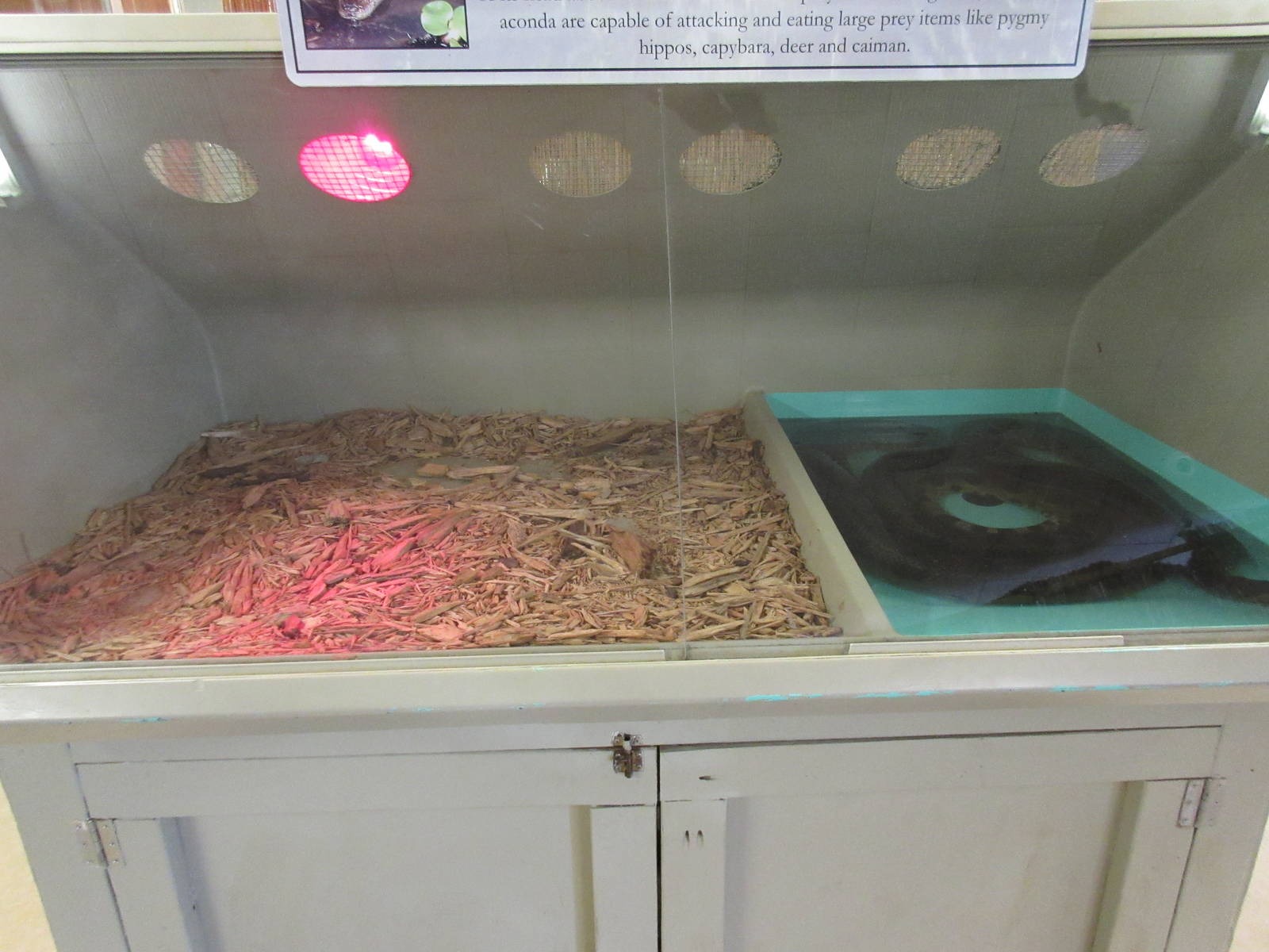 Green Anaconda Exhibit