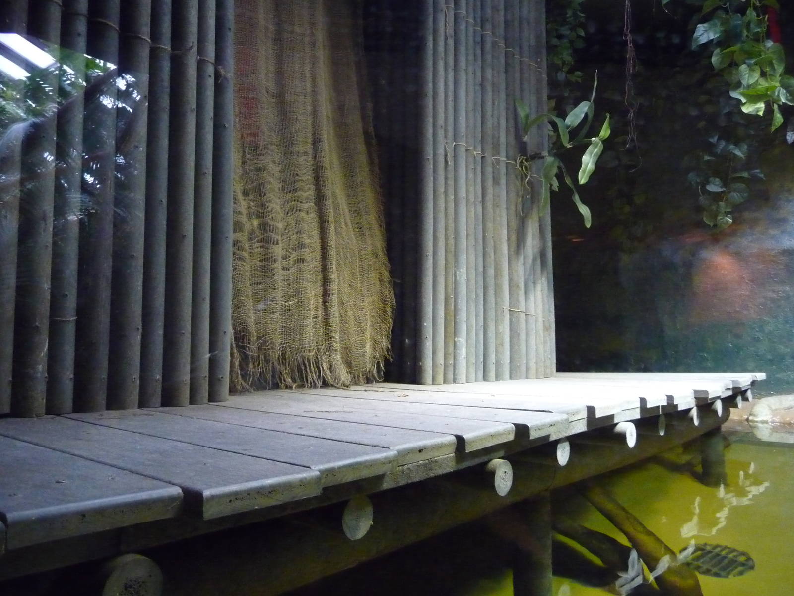 Green Anaconda Exhibit