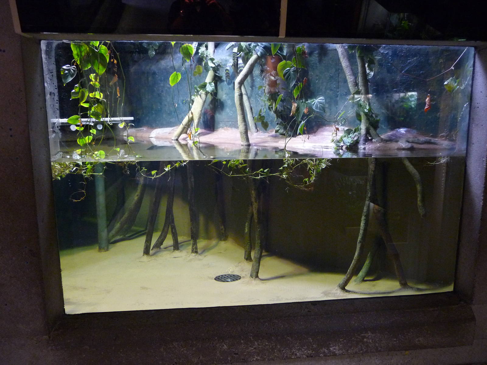 Green Anaconda Exhibit