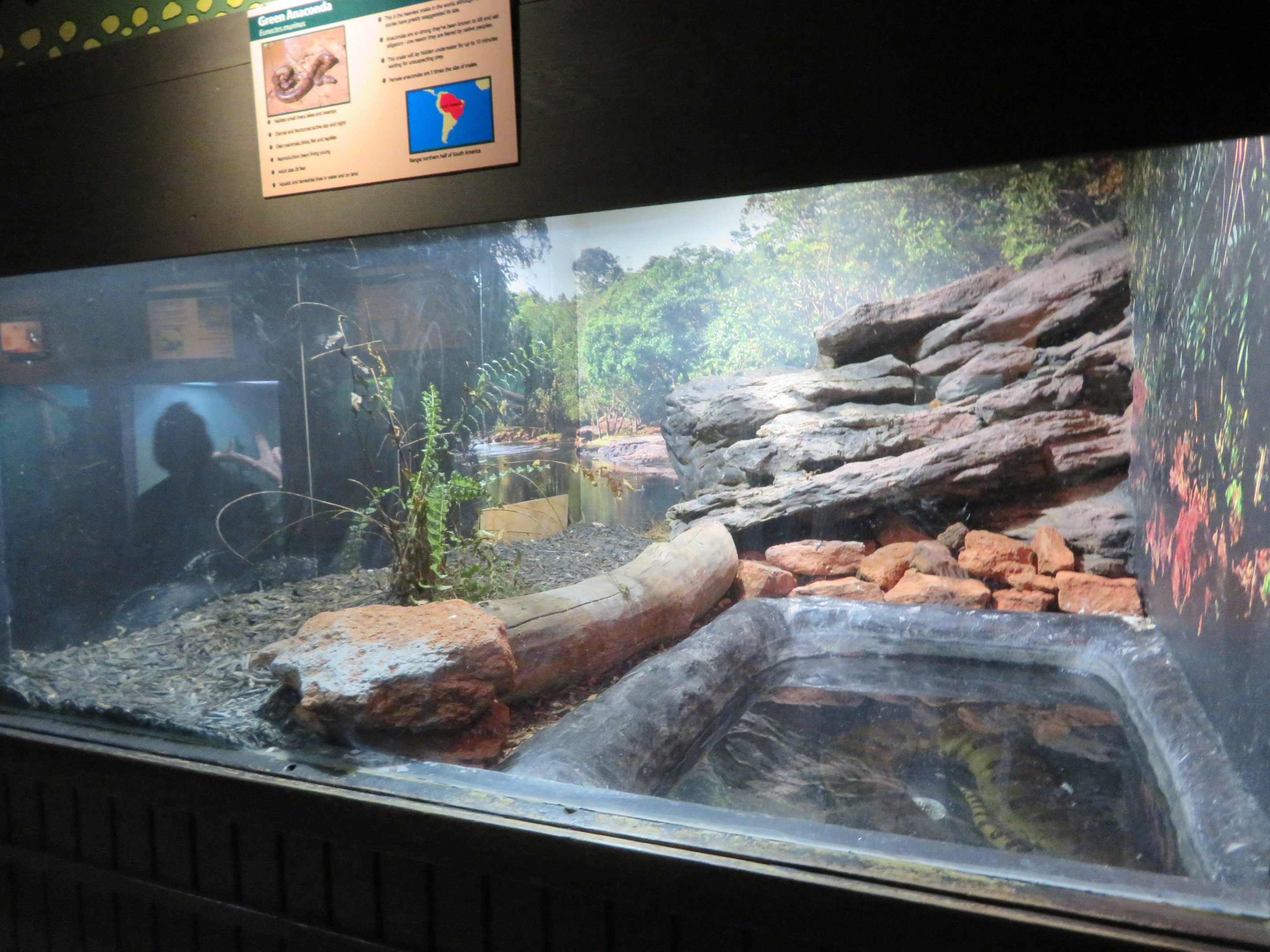 Green Anaconda Exhibit