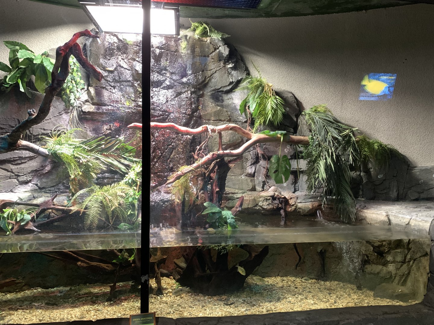 Green Anaconda Exhibit