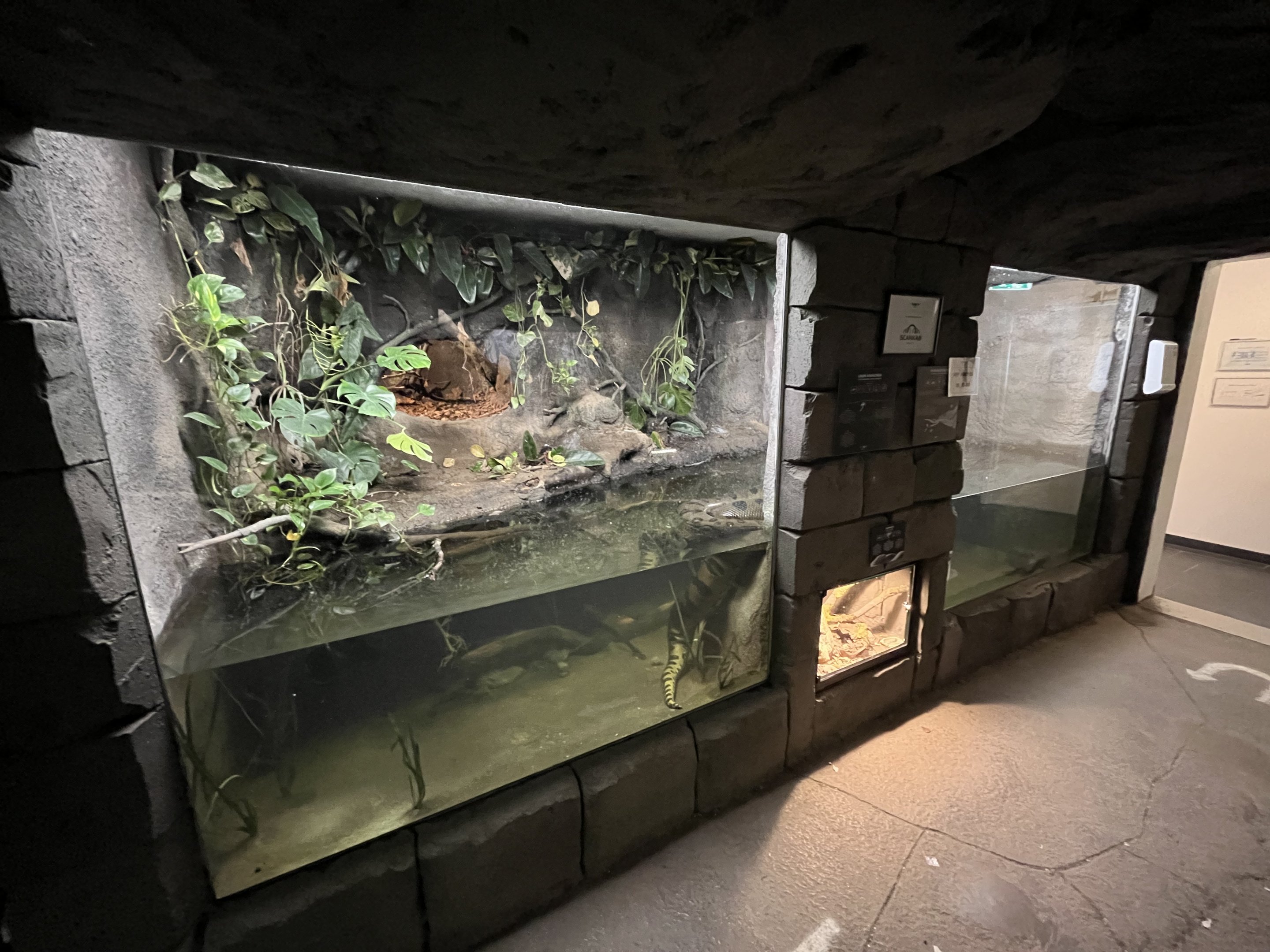 Green Anaconda Exhibit