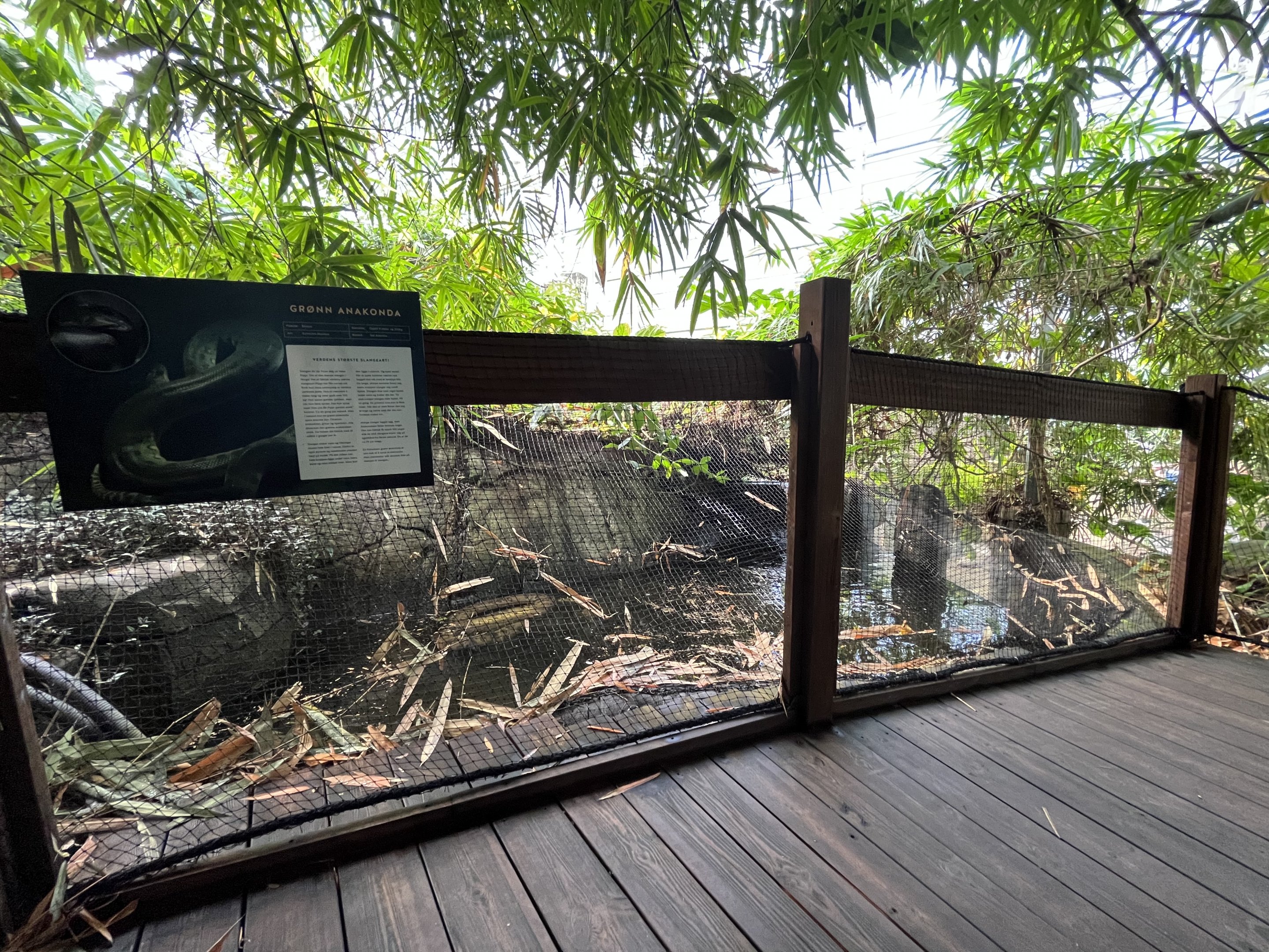 Green Anaconda Exhibit