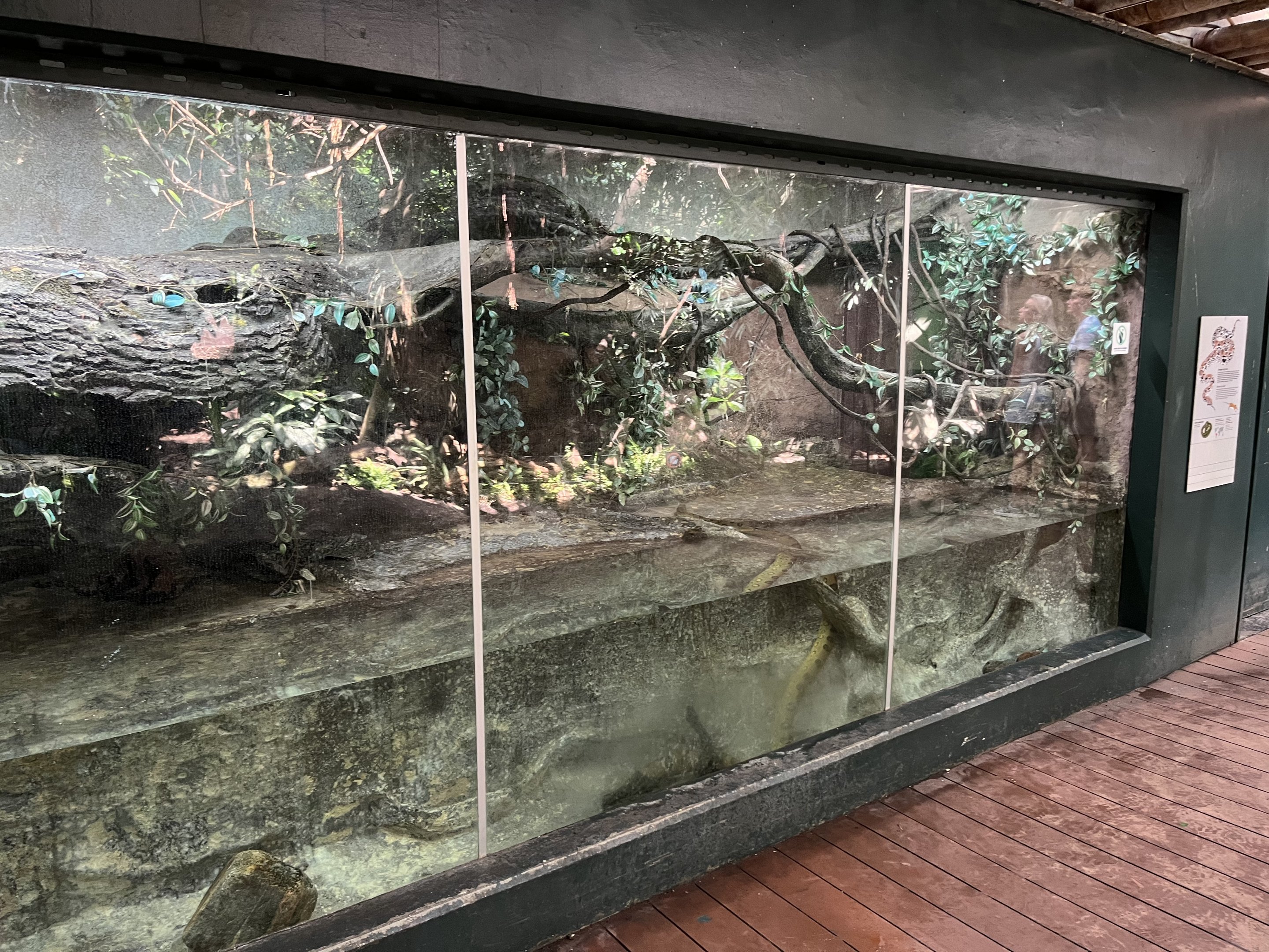 Green Anaconda Exhibit