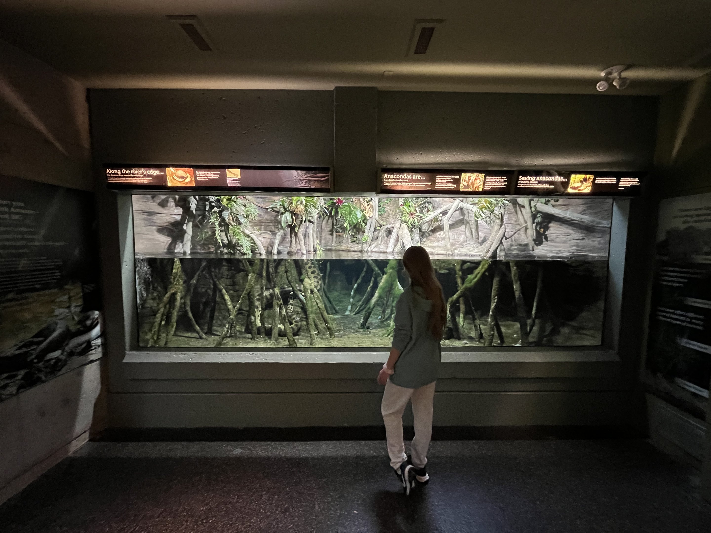 Green Anaconda Exhibit