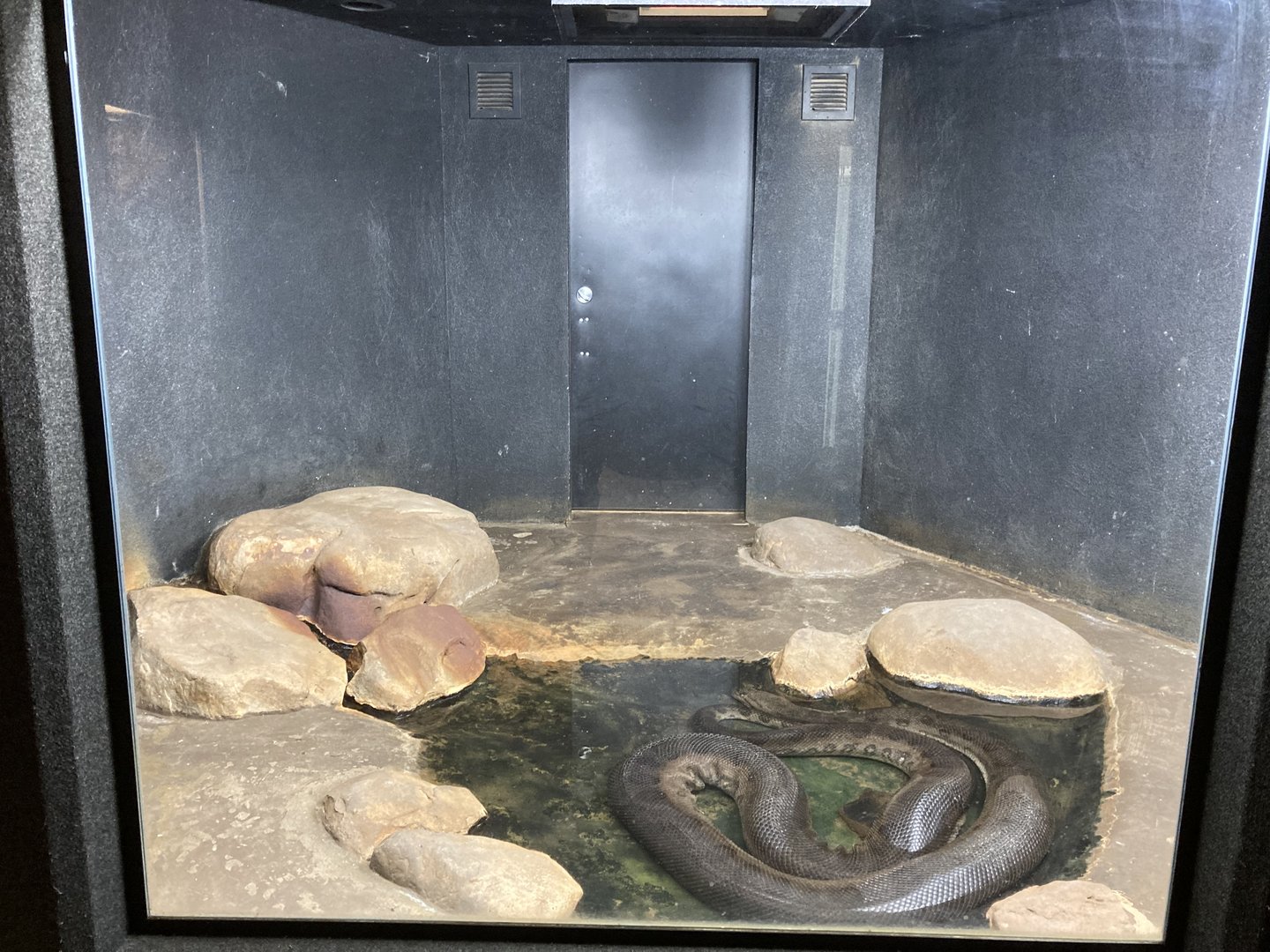 Green Anaconda exhibit