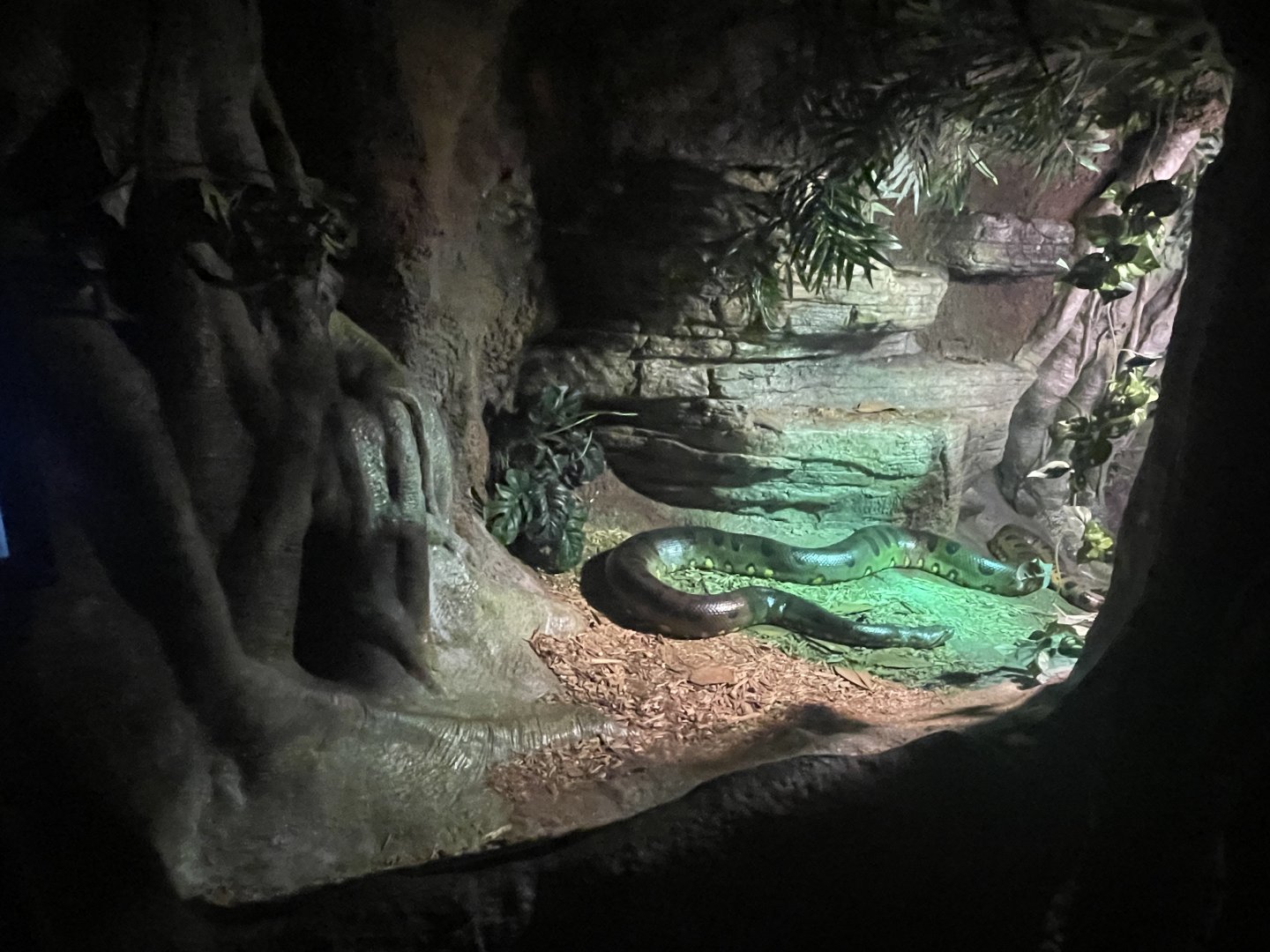 Green Anaconda Exhibit