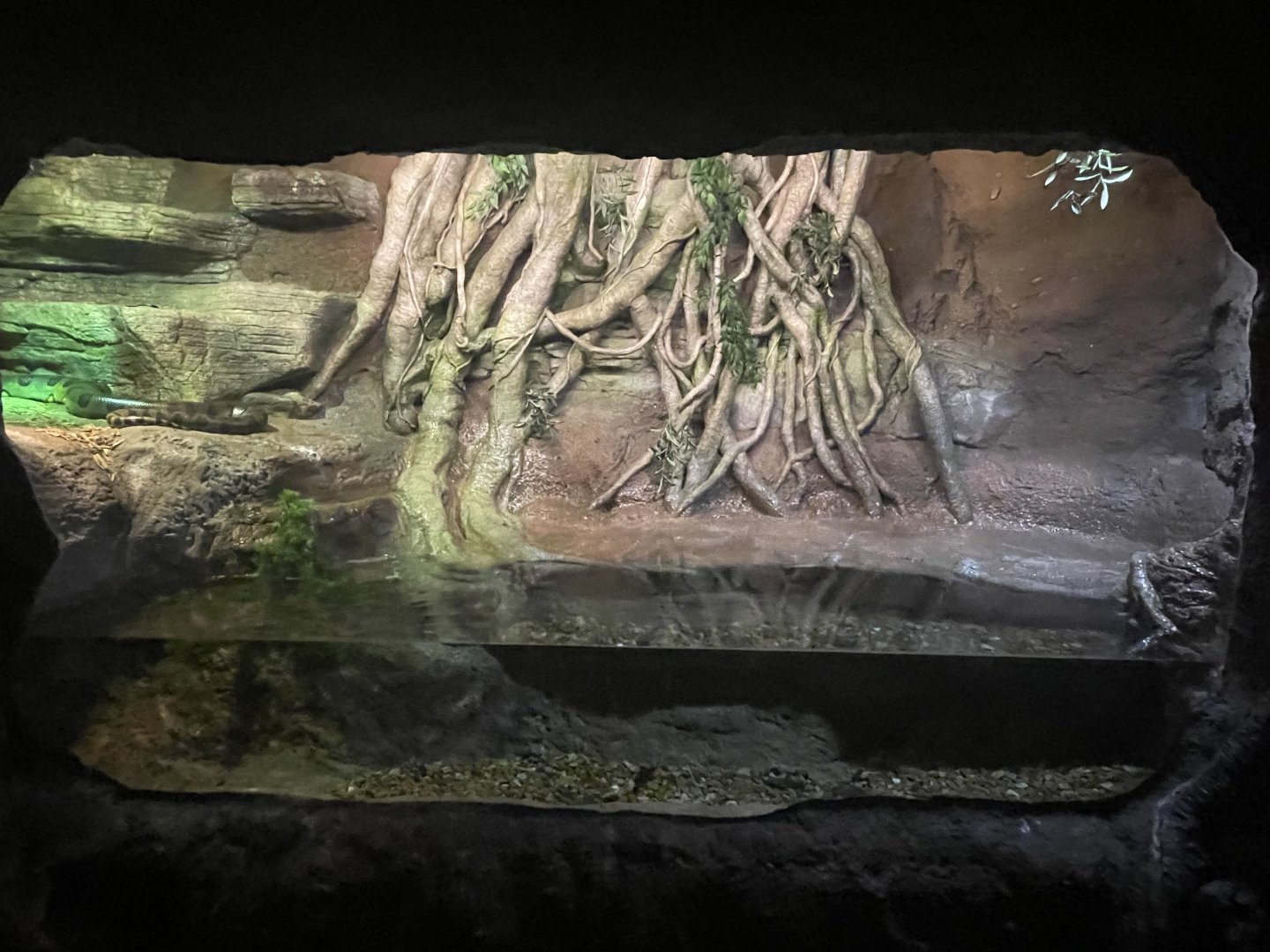 Green Anaconda Exhibit