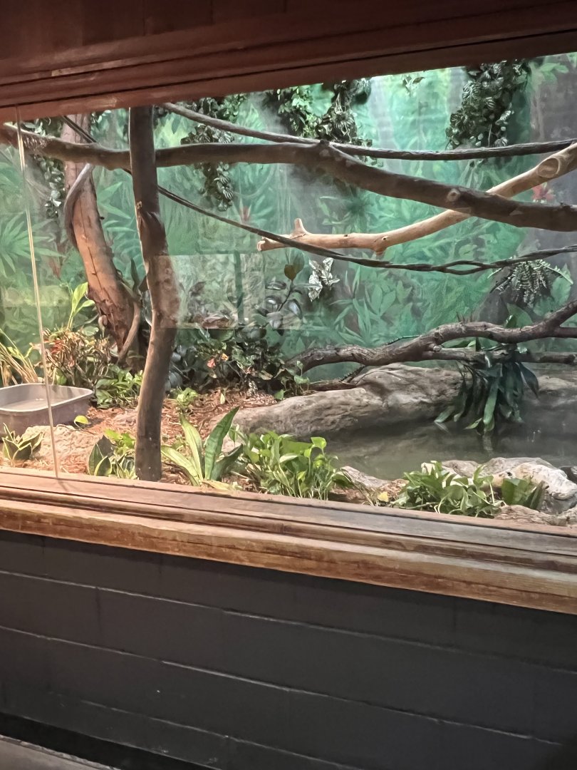 Green Anaconda Exhibit