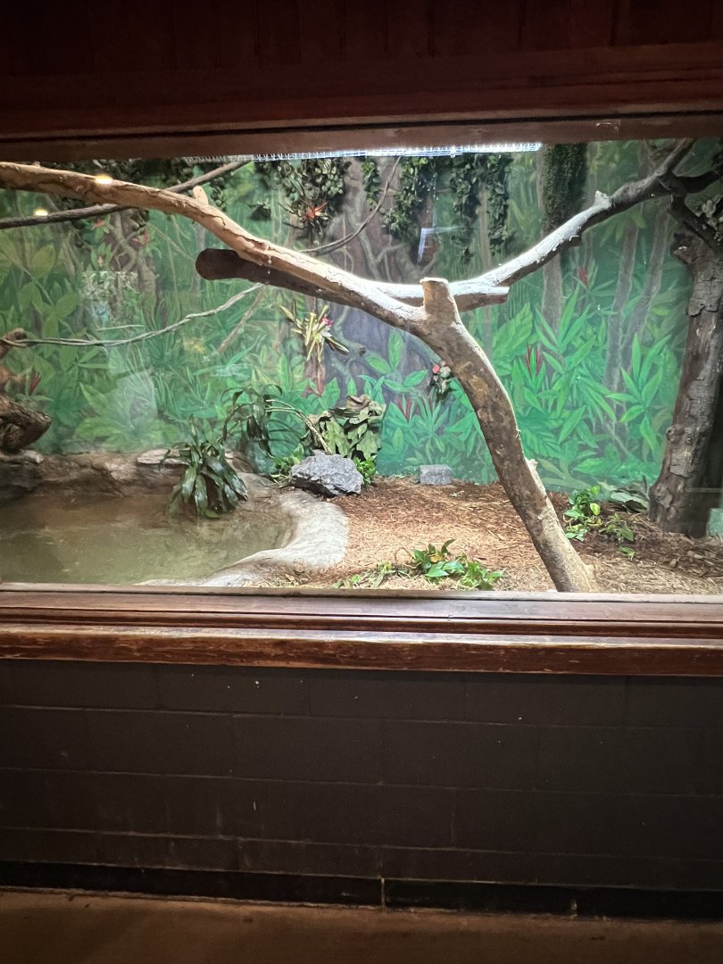 Green Anaconda Exhibit