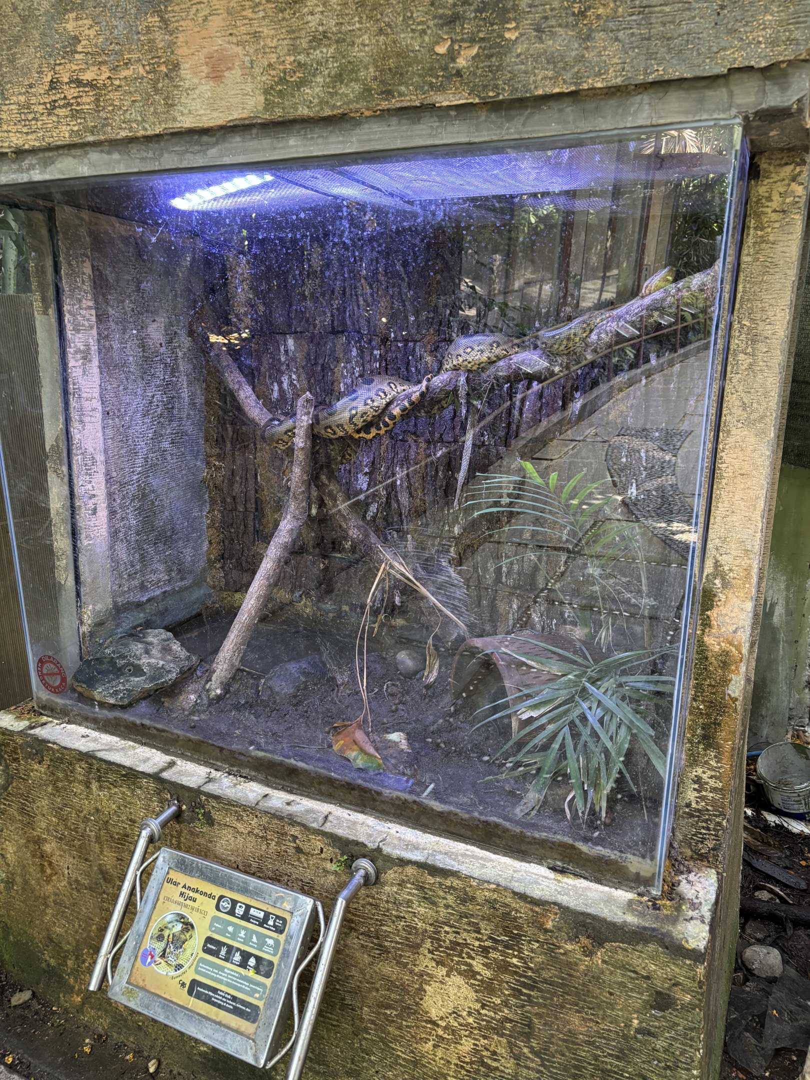 Green Anaconda Exhibit