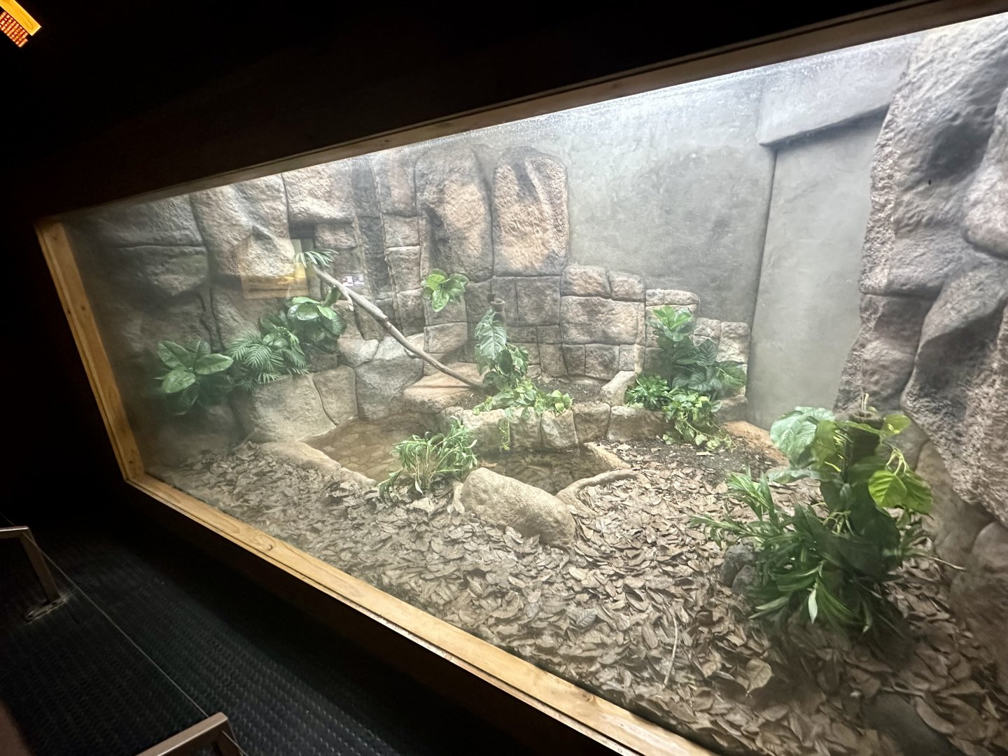 Green Anaconda Exhibit