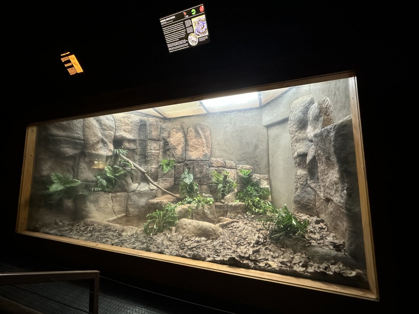 Green anaconda exhibit